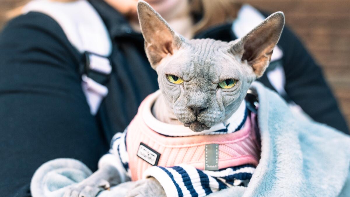 6.500 dieren werden in 2025 in beslag genomen in Vlaanderen: hogere boetes in 2026