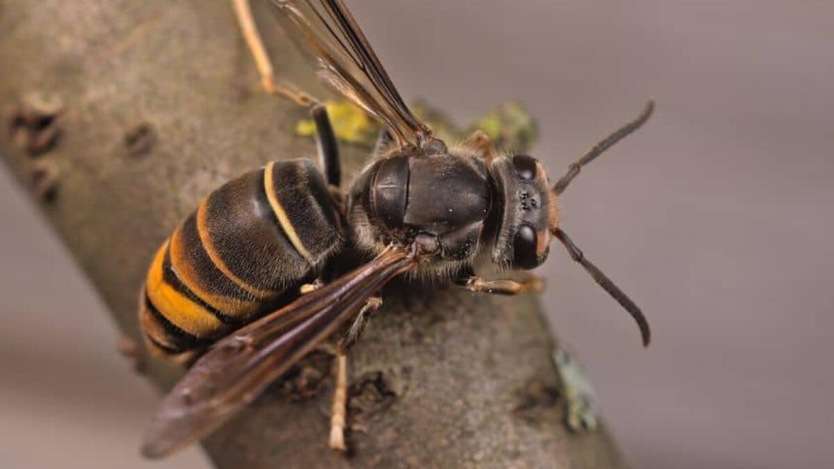 Aziatische hoornaar is een week vroeger actief dan normaal: imkers schieten nu al in actie