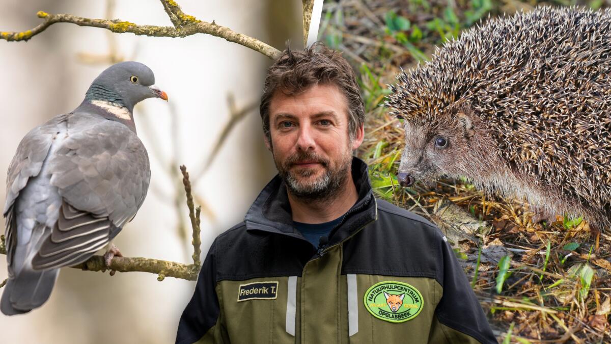 50 jaar Natuurhulpcentrum (2): Hoe er in Oudsbergen jaarlijks 12.000 dieren worden opgevangen