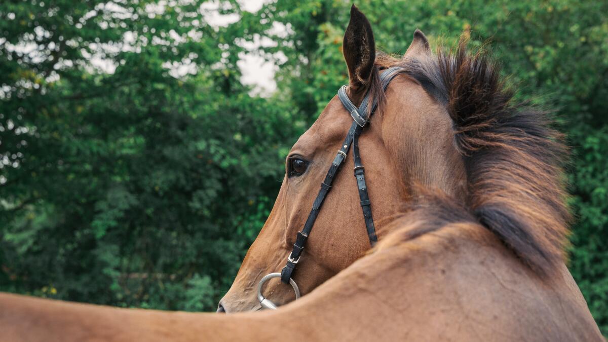 Dierenpolitie van politie LRH maakt overuren: dit jaar al 128 dieren in beslag genomen