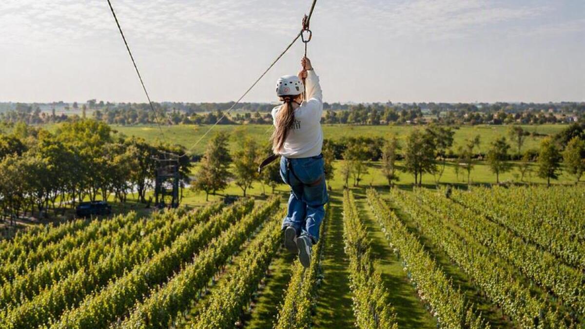 Bilzen-Hoeselt organiseert Zip&Sip: op 16 meter hoogte boven de wijnranken zweven