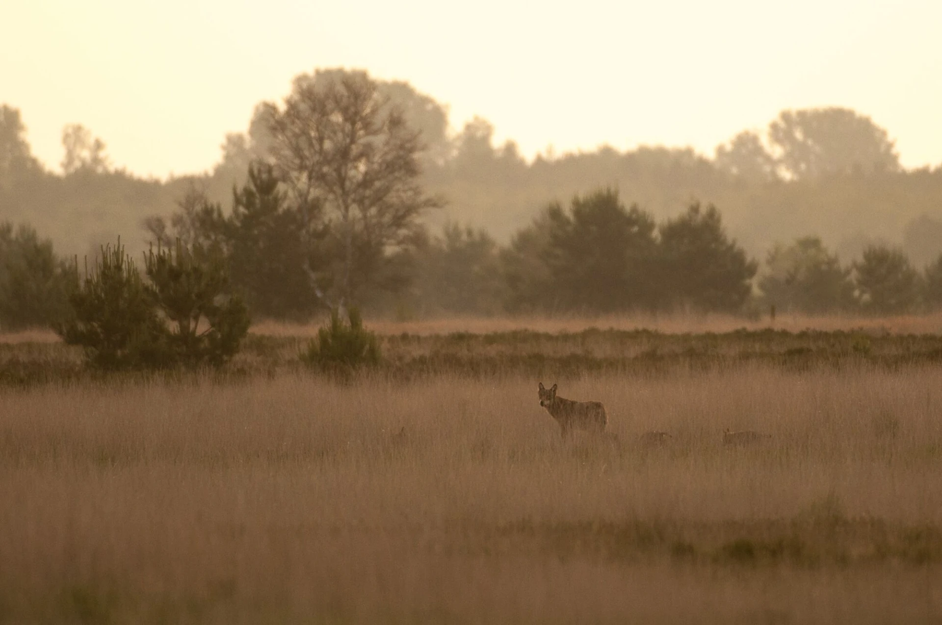 Minstens vier nieuwe wolvenwelpen in Limburg