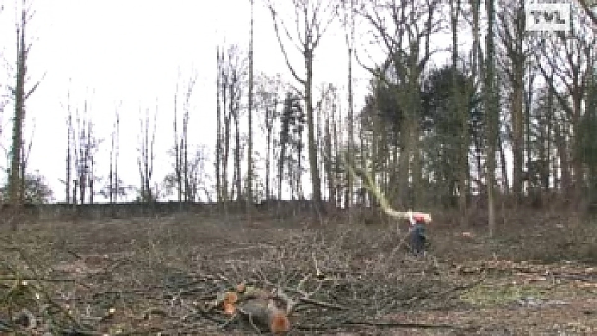 700 bomen gekapt in Alden Biesen