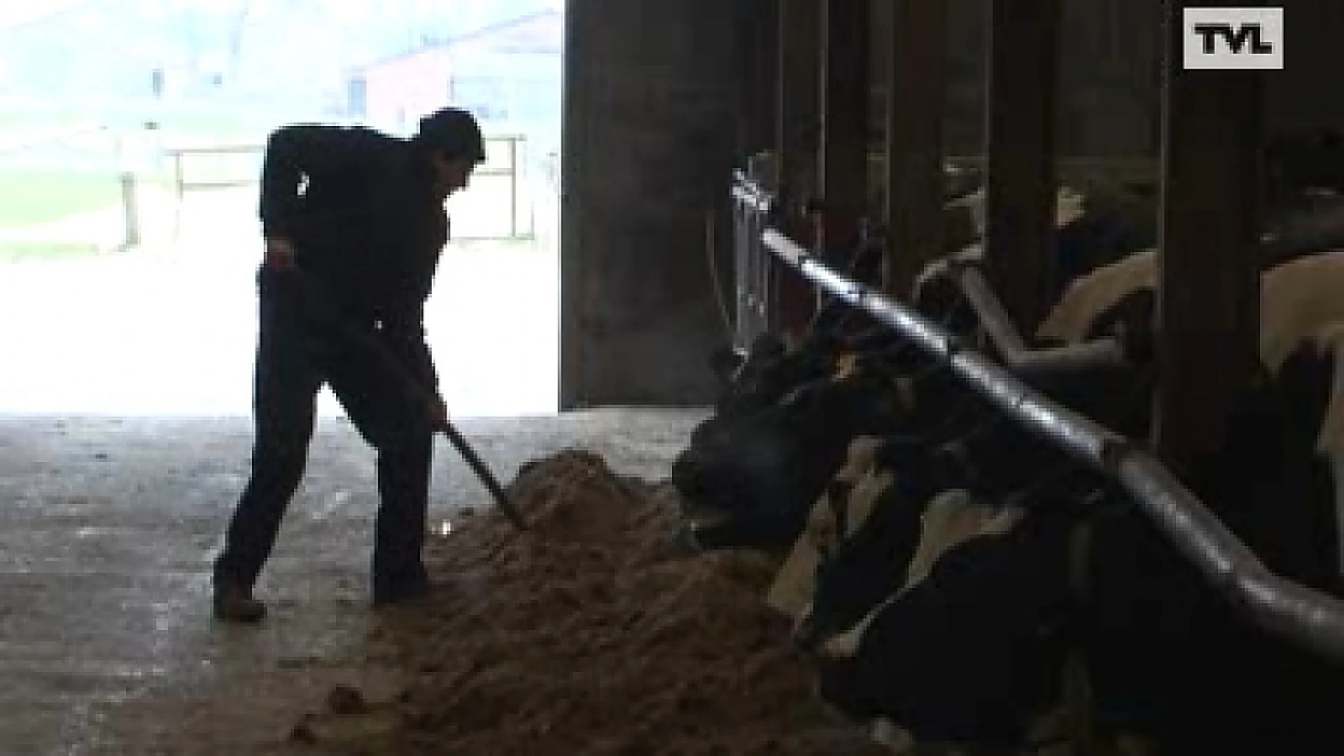 Aantal Limburgse boeren met 70 procent gedaald