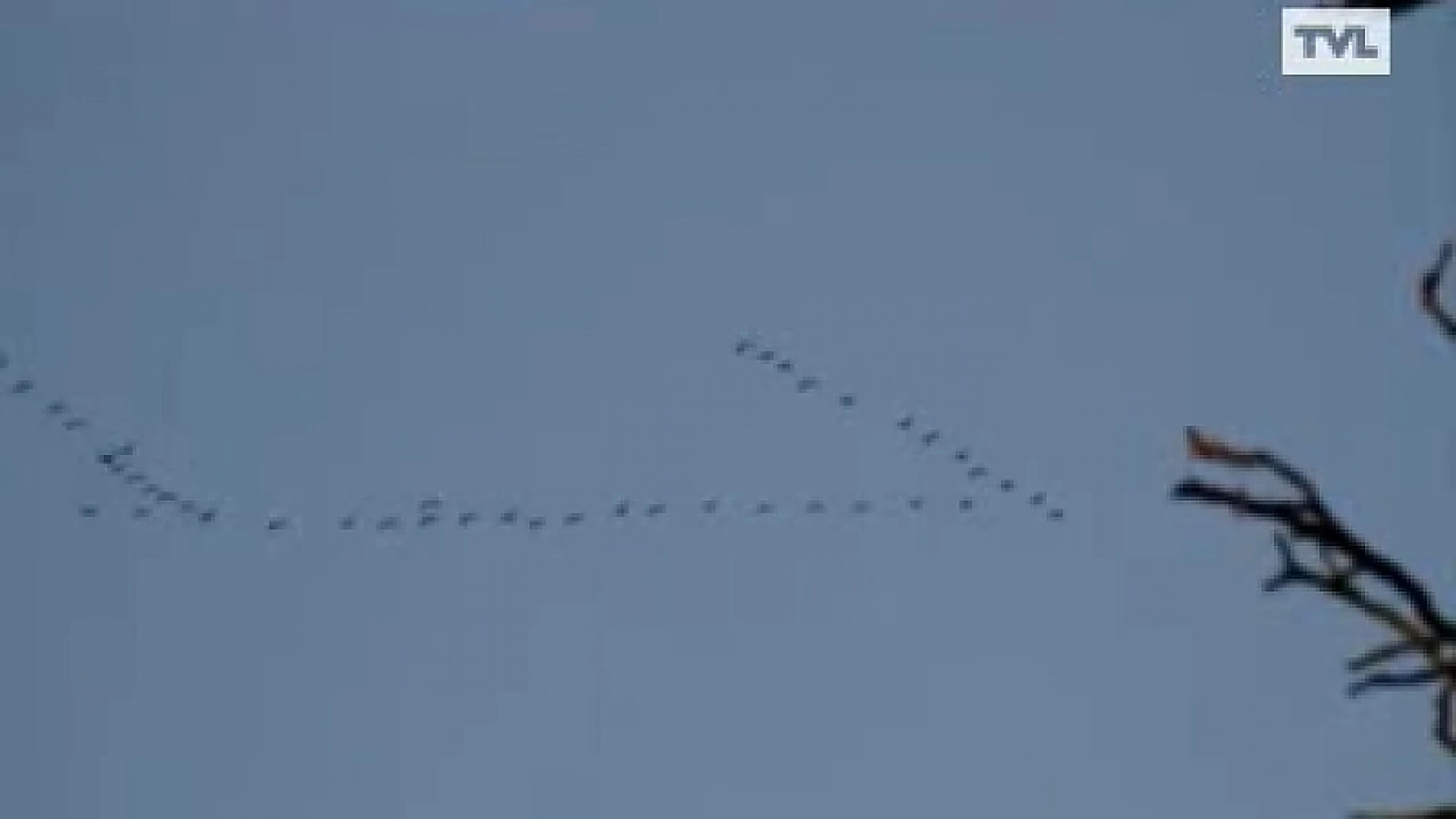 Kraanvogels trekken over Limburg en luiden lente in