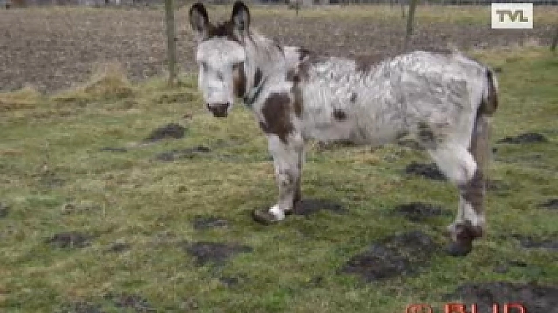 Hoofdafbeelding voor artikel Ezel verwaarloosd in Lommel