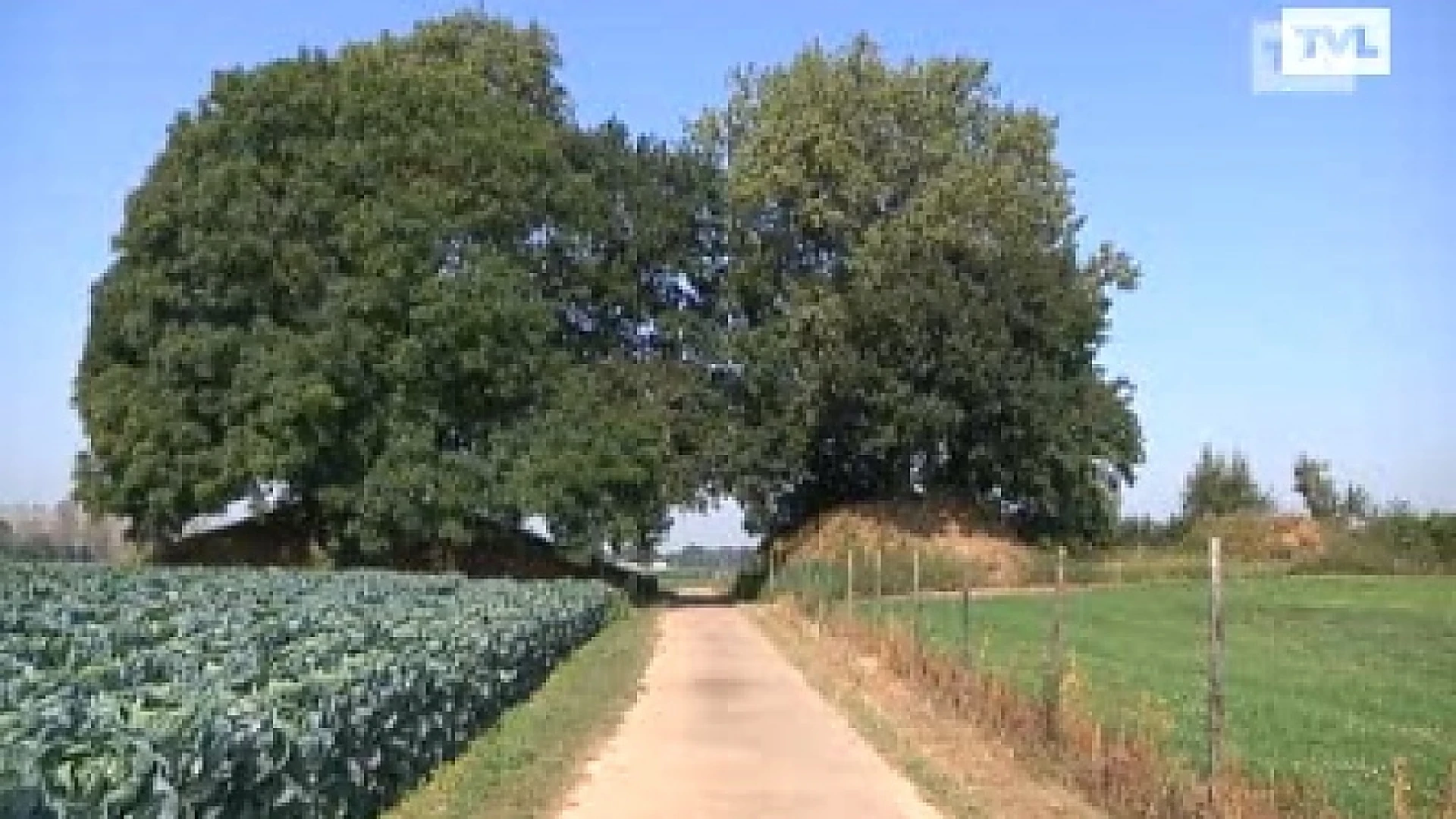 Grafheuvels Gingelom krijgen opknapbeurt