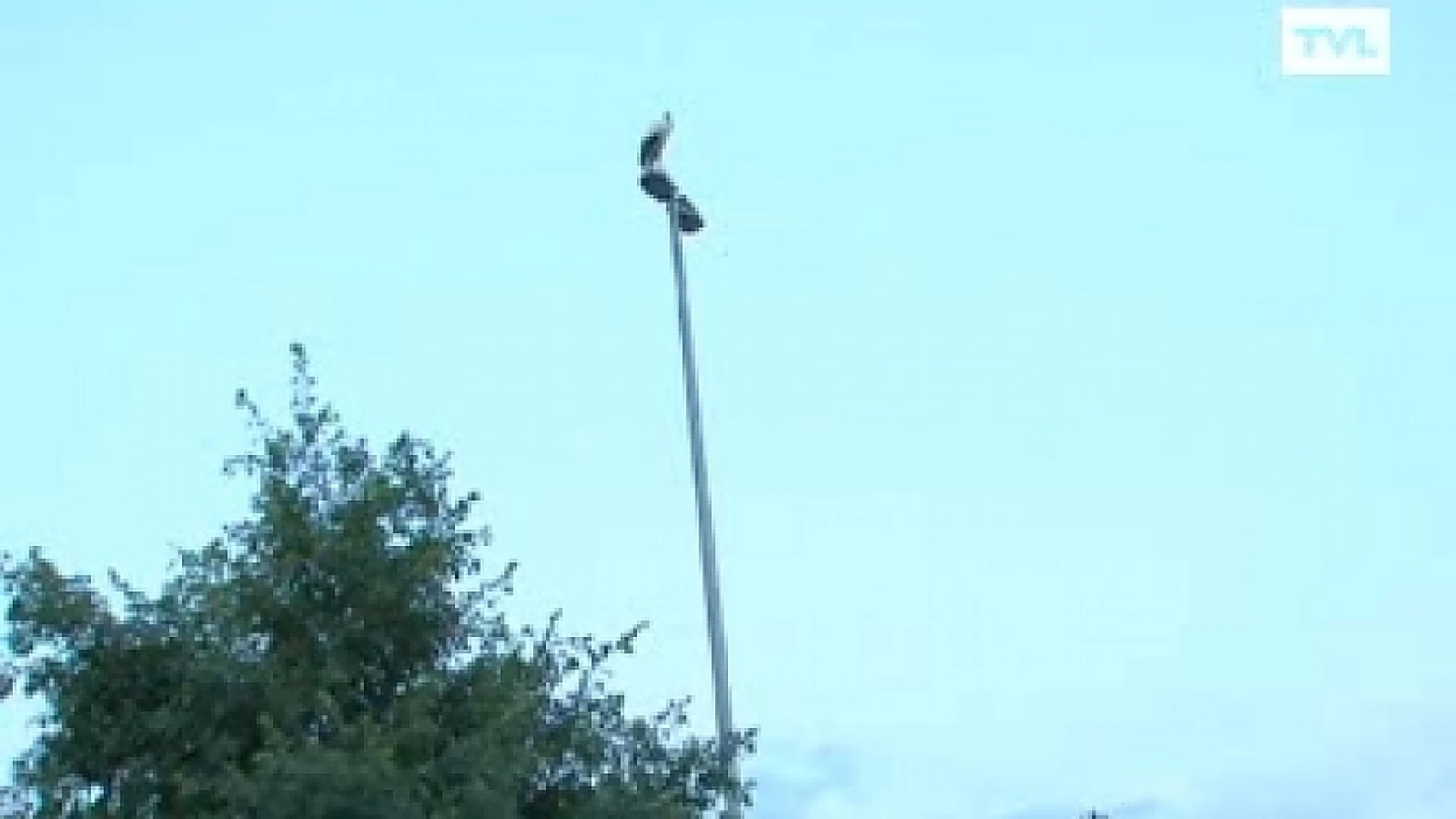 Ooievaarkolonie houdt halt in Ham