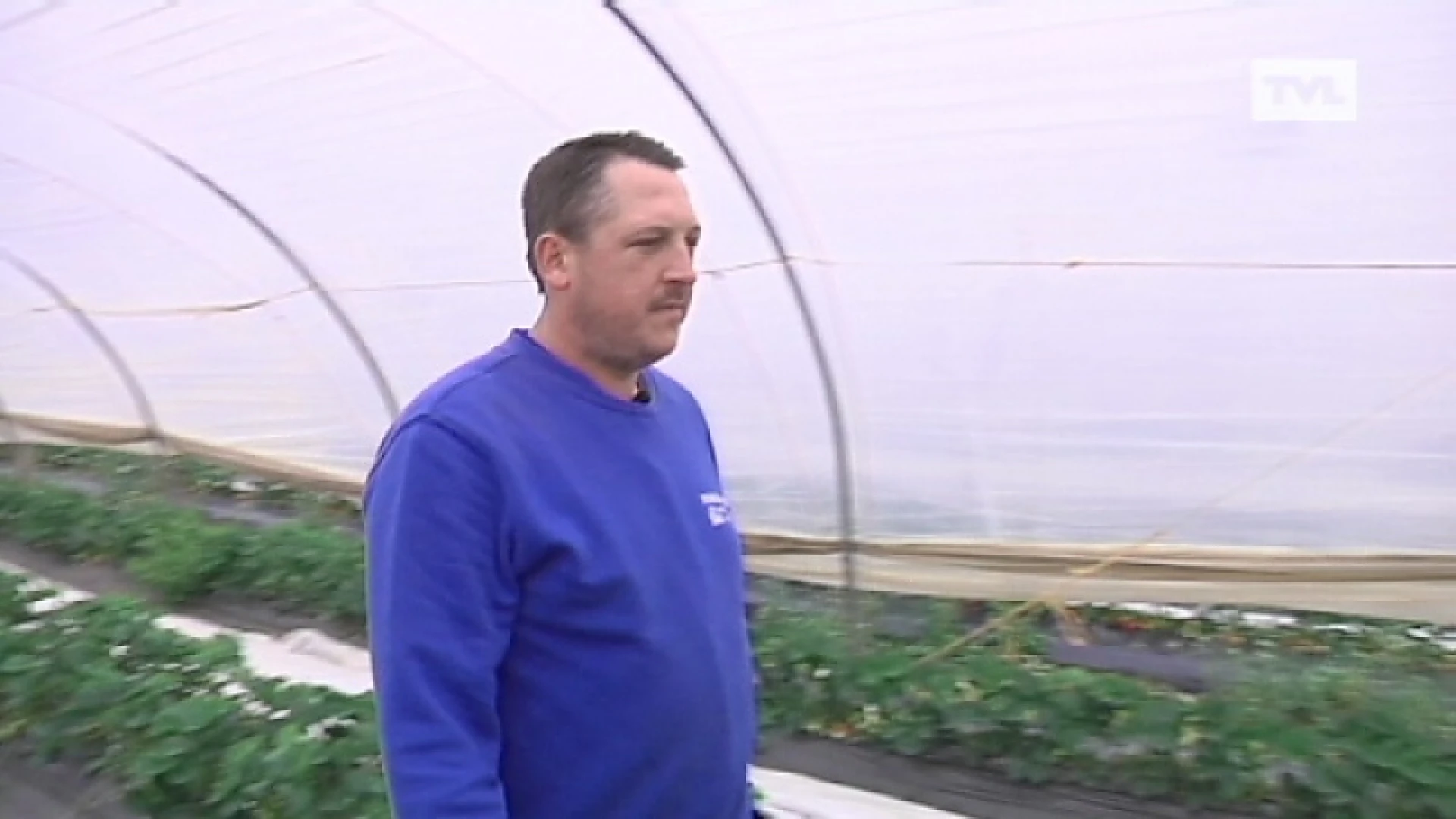 Goedkope Limburgse aardbeien door erg vroeg seizoen