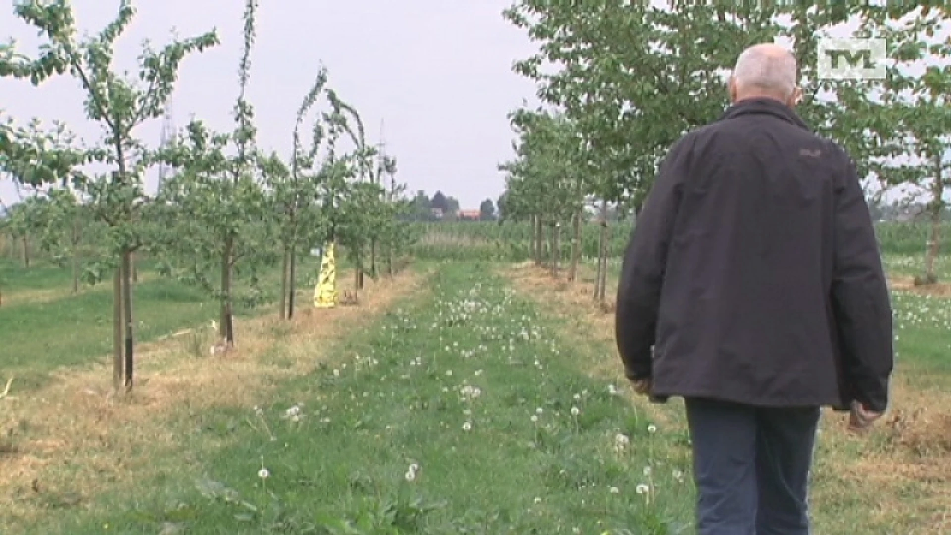 Truienaar dankt massa's pruimen aan verwarmingsdeken
