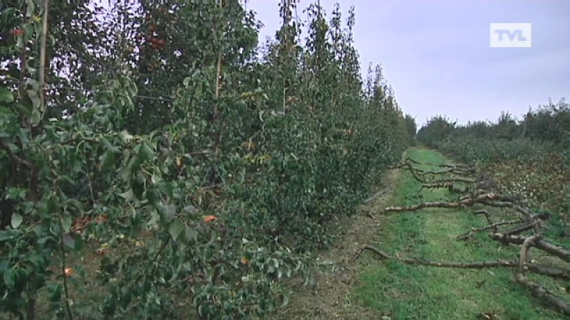 Appelbomen vallen om omdat appels niet geplukt worden