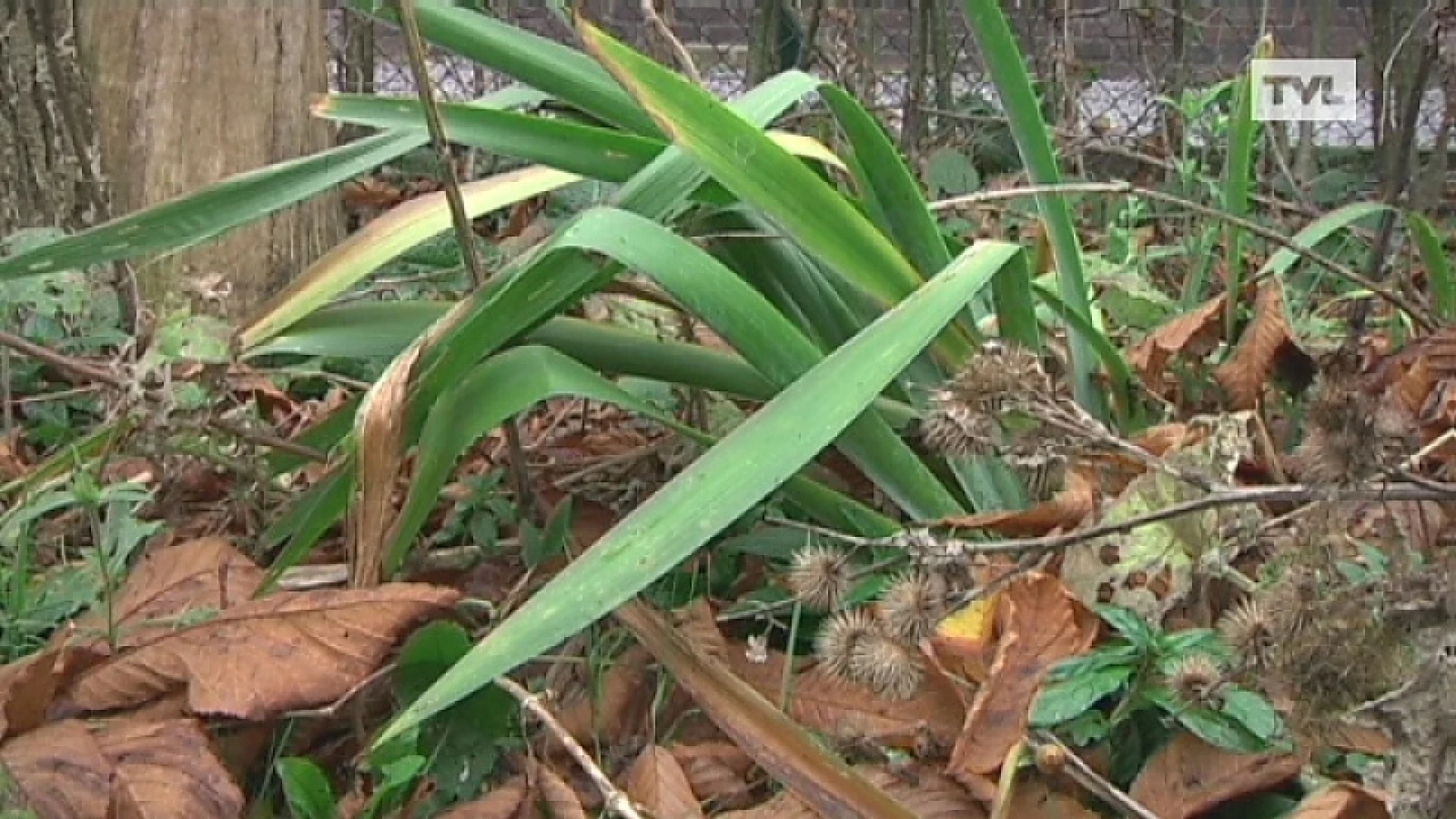 Met deze tips is je tuin winterklaar én diervriendelijk
