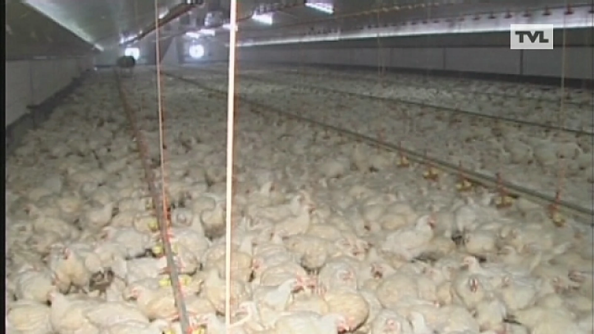 Kans op vogelgriep in België bijna onbestaande
