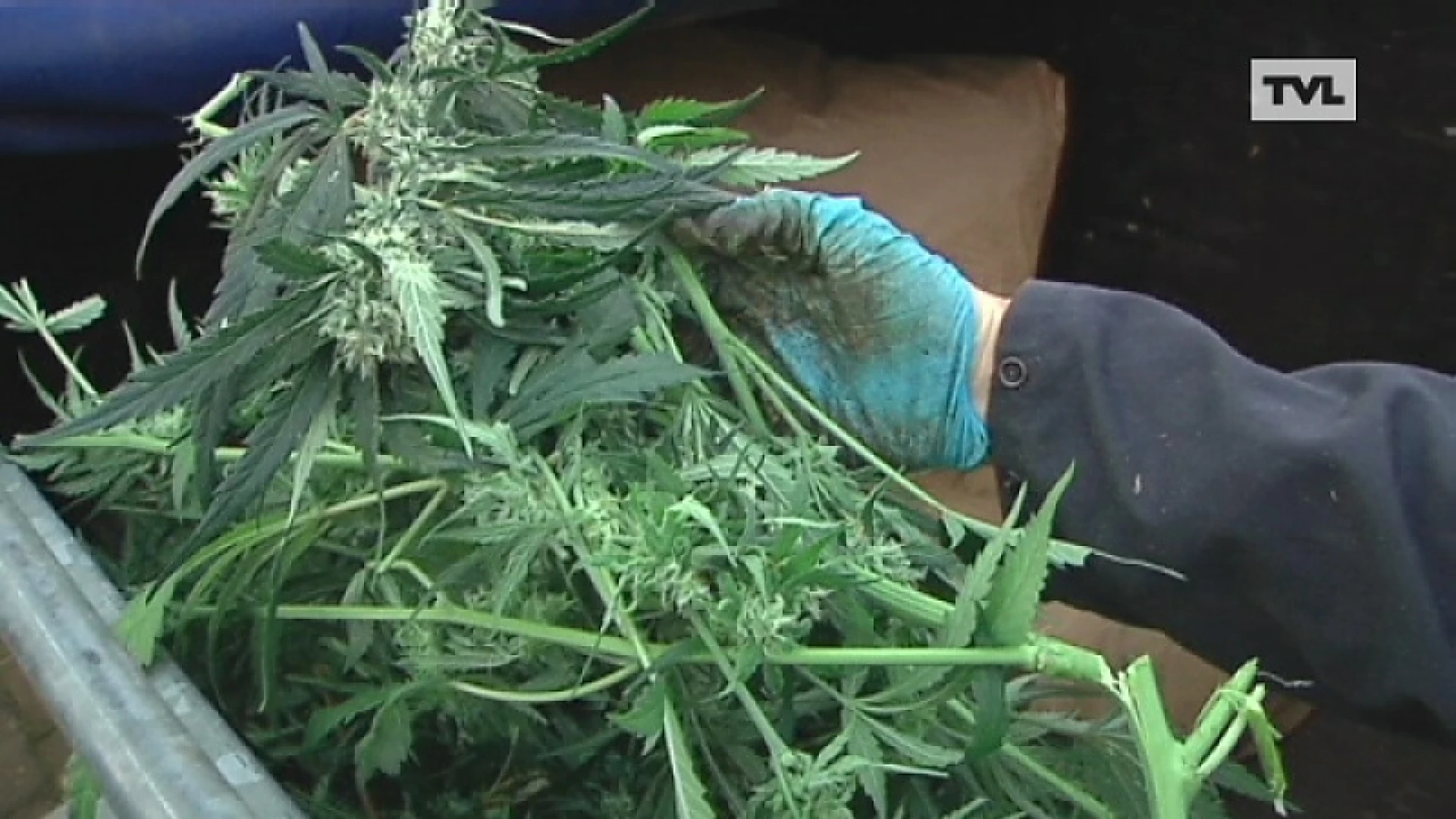 Cannabisplantage opgedoekt in Riemst