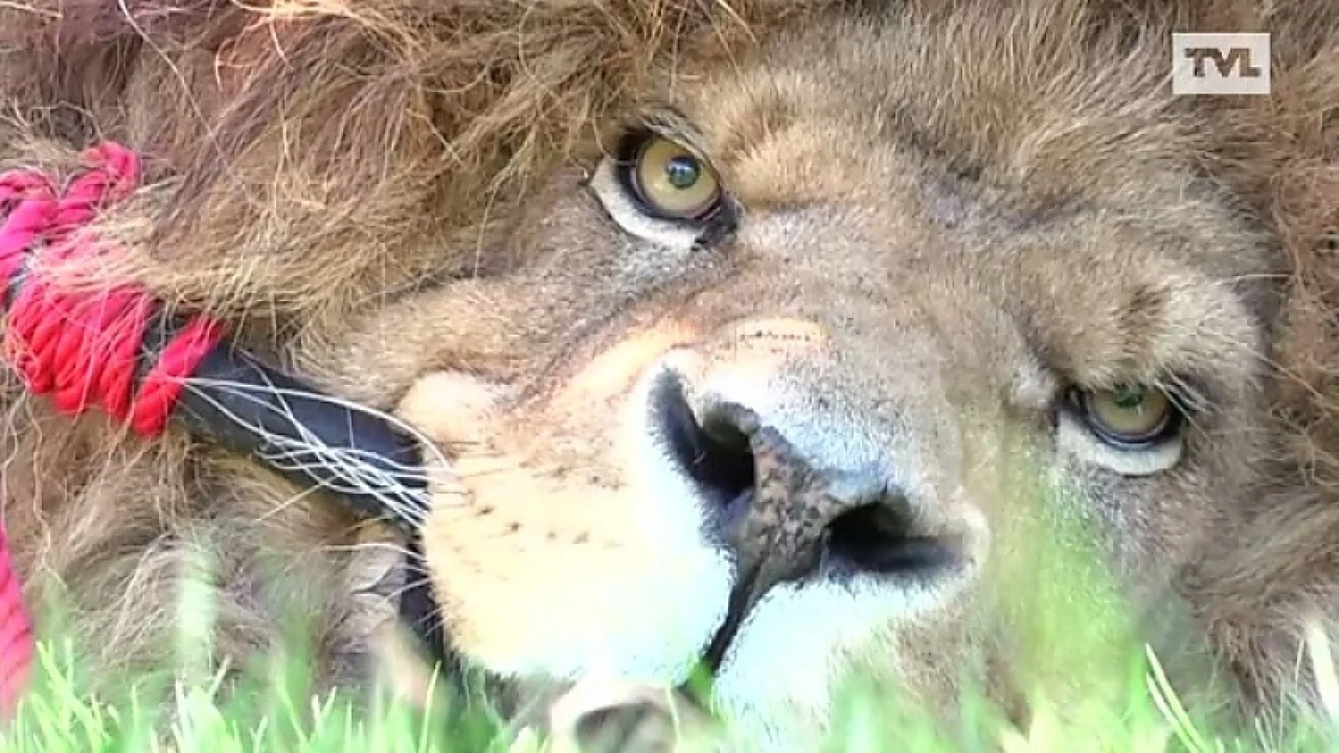 Natuurhulpcentrum haalt 20 dieren op in failliete Franse zoo