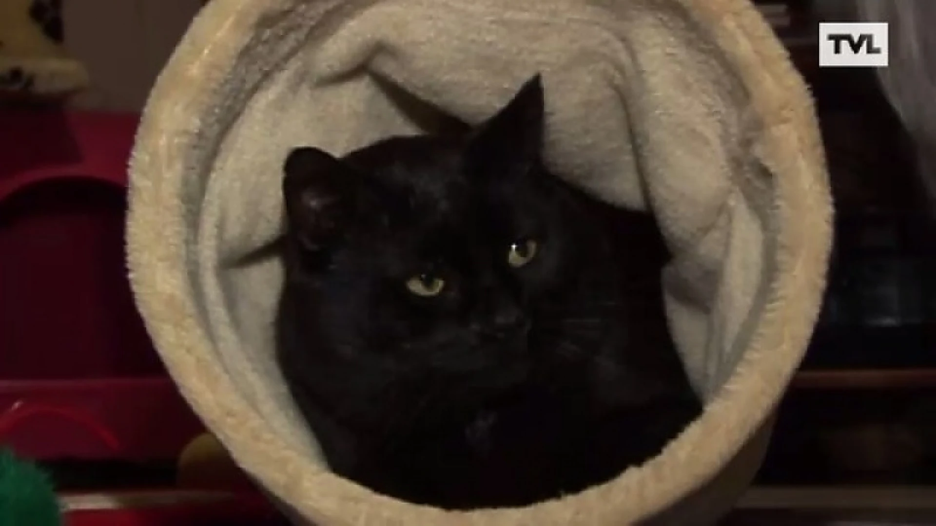 Aids bij zwerfkatten nog altijd taboe