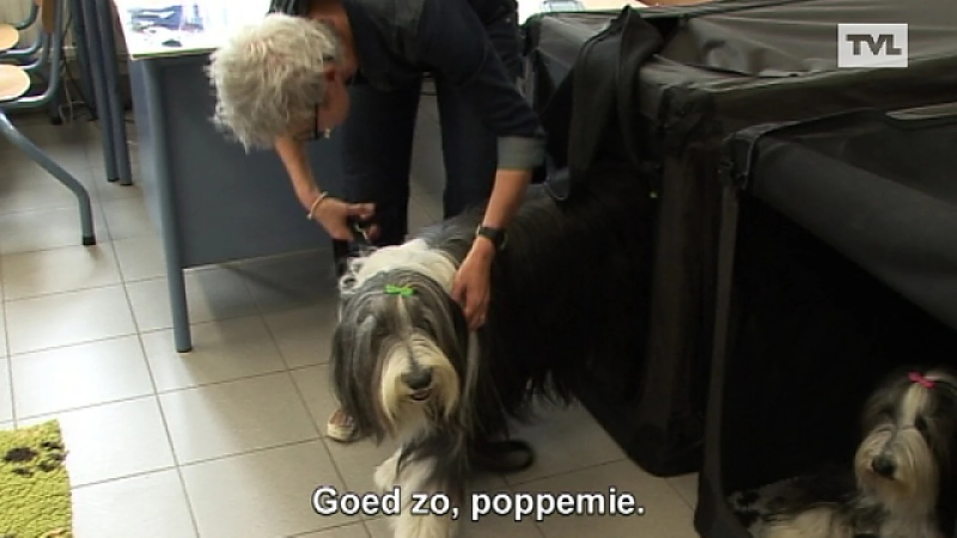 Leerlingen leren omgaan met huisdieren