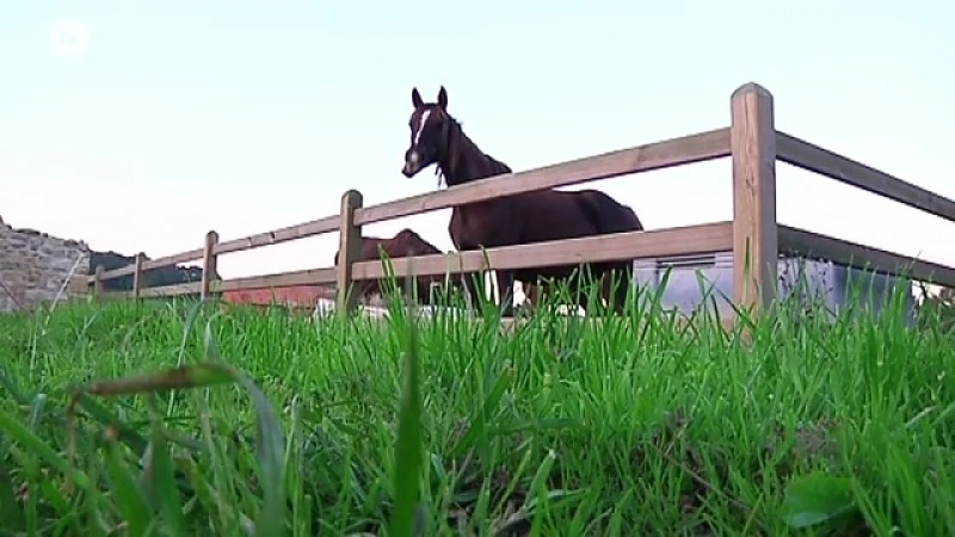 Nog nooit zoveel paarden sterven na eten van eikels
