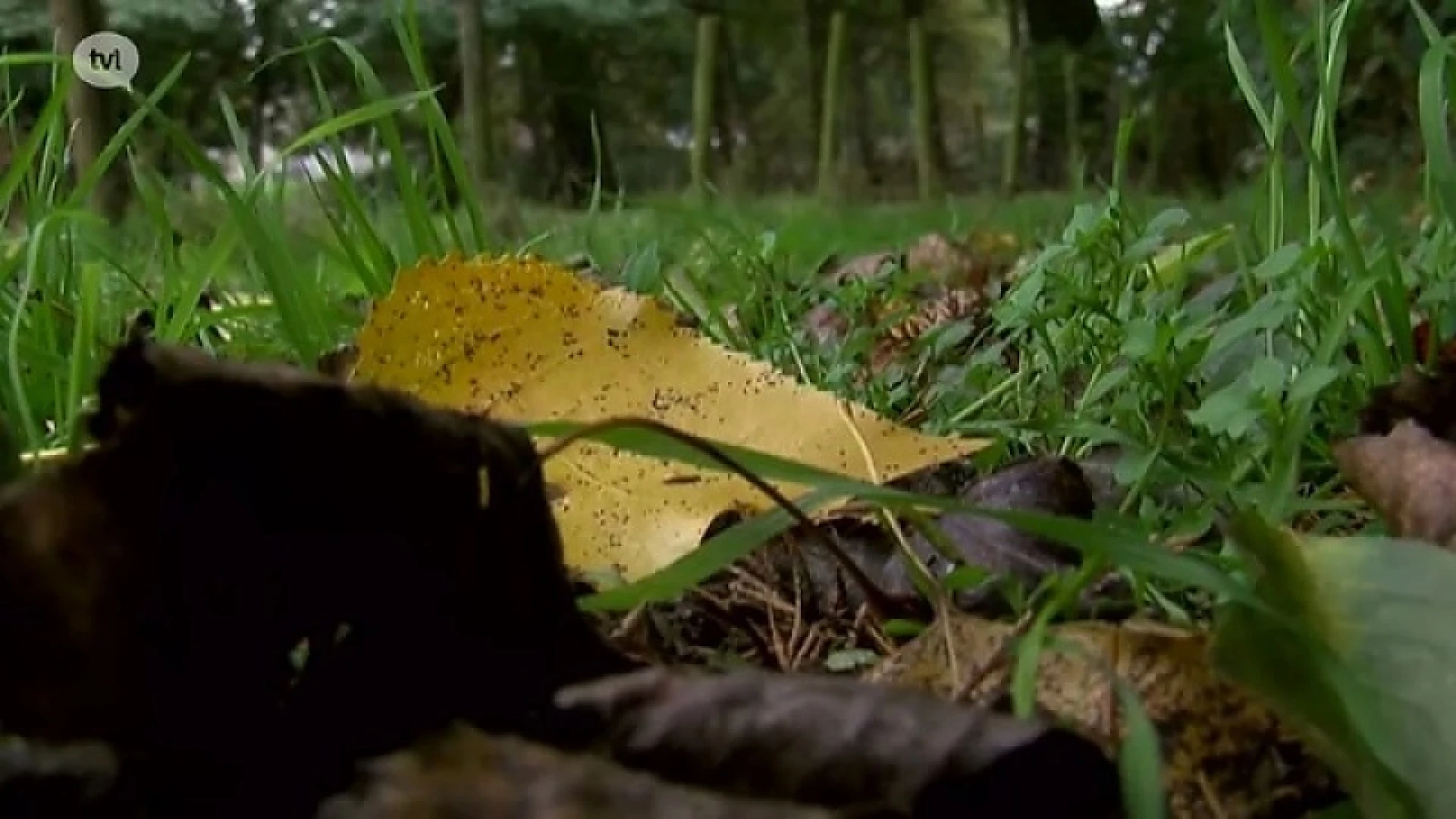 Plattelandsproject: beeldschone parkrand