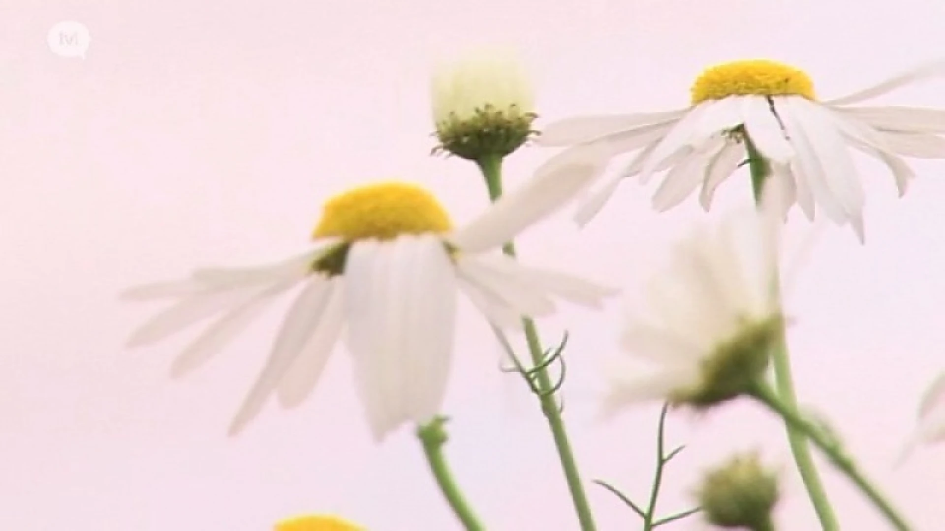 Fan van Limburg: 22 oktober 2015