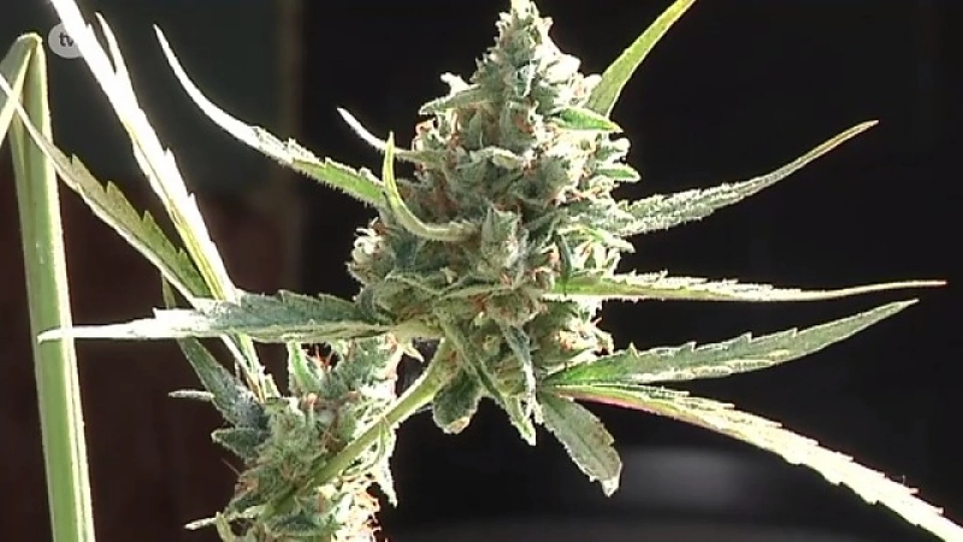 Operatie Clean House: al 33 weedplantages opgerold