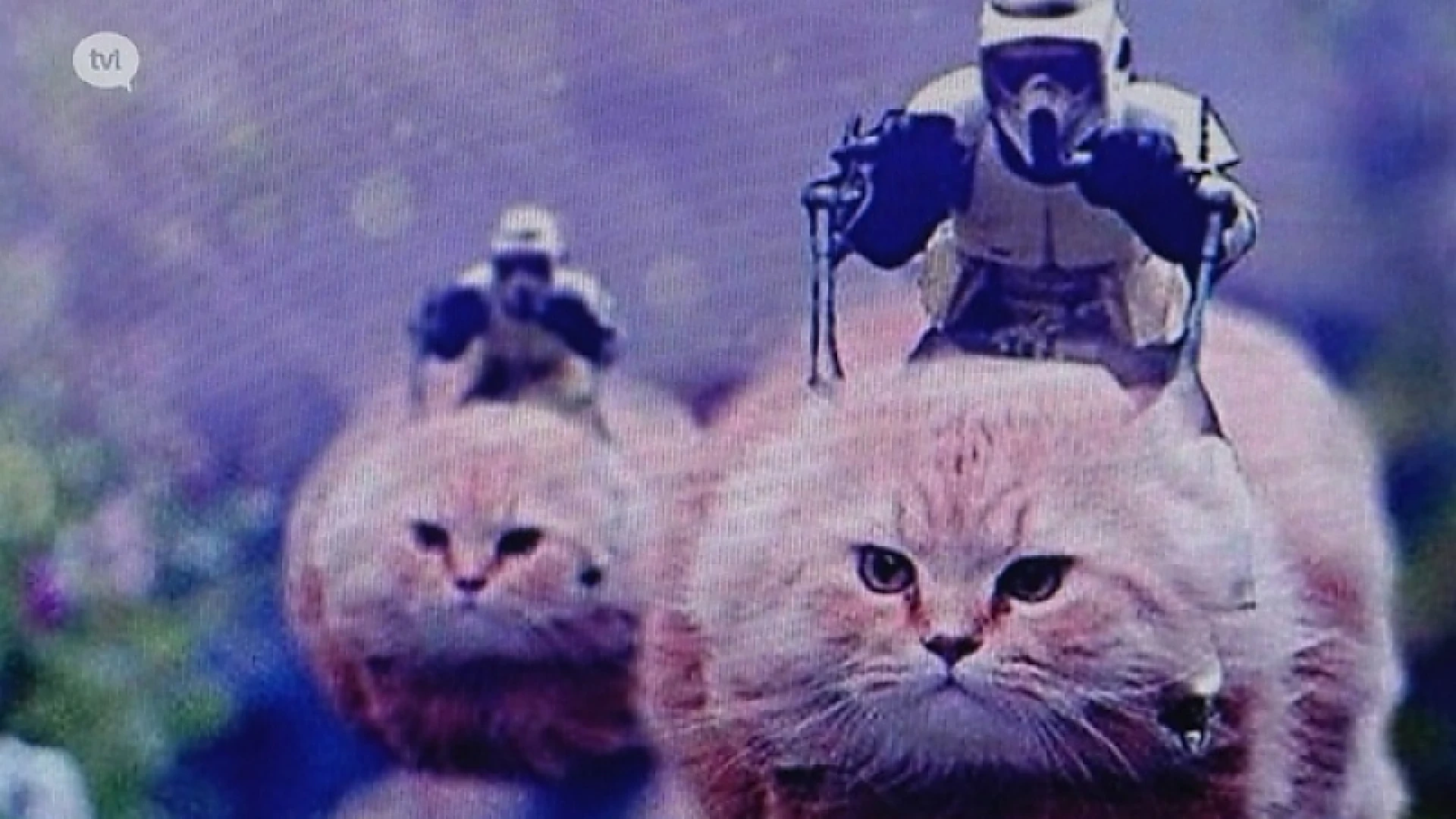 Twitter deelt massaal kattenfoto's na oproep om niet te berichten over anti-terreur-actie