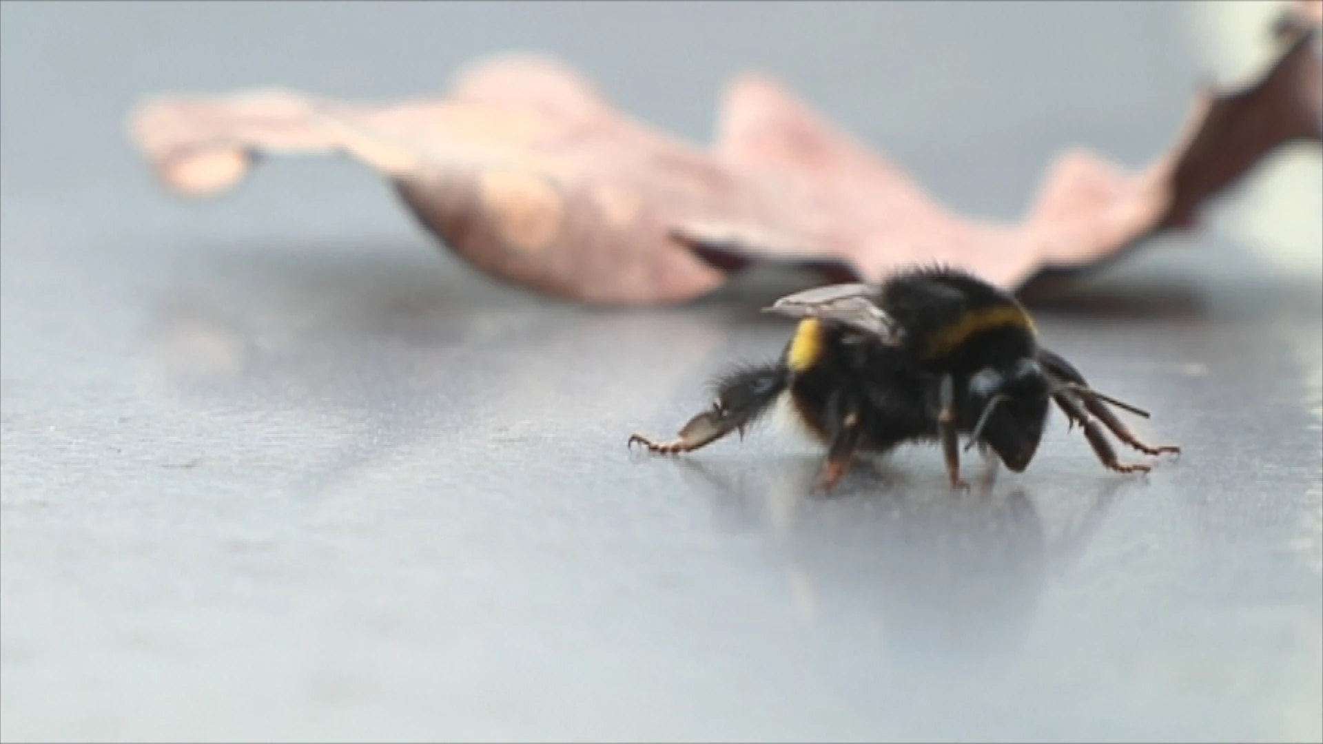 Natuurpunt vraagt aandacht voor de enorme achteruitgang van insecten