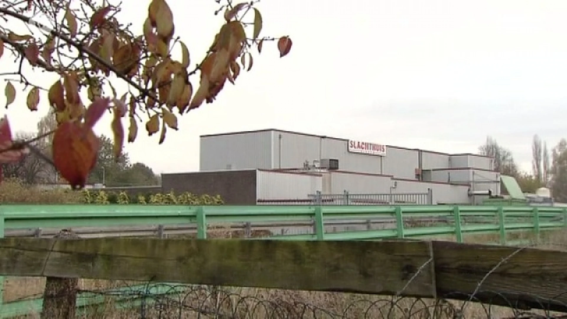 Maasmechelen breekt met slachthuis na dierenmishandeling