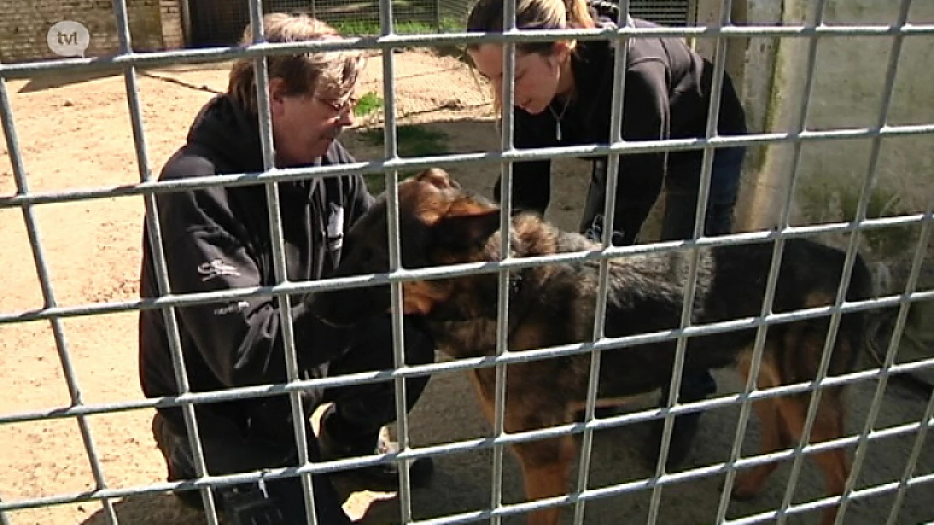 Dierenasiel Lommel lanceert noodoproep