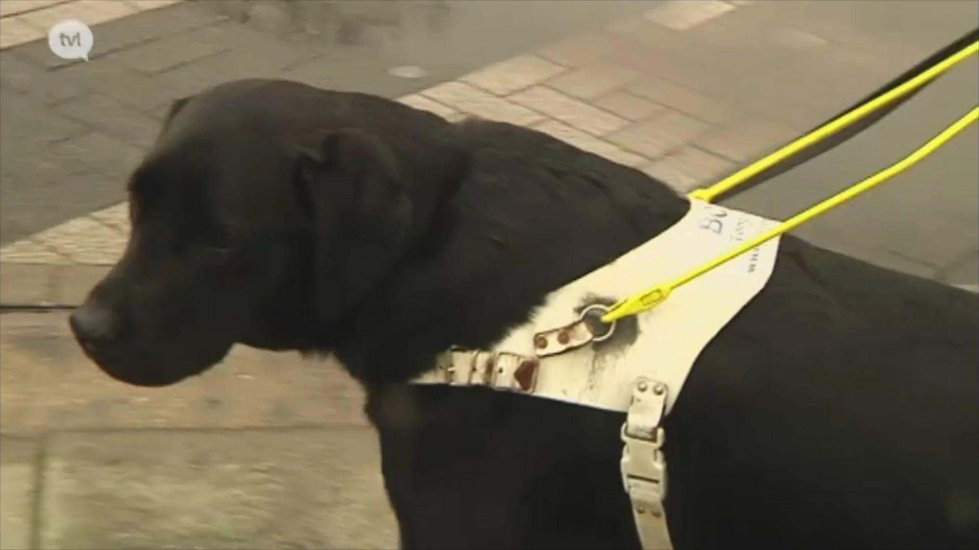 180 meter koperdraad gestolen in het Belgisch Centrum voor Geleidehonden in Tongeren