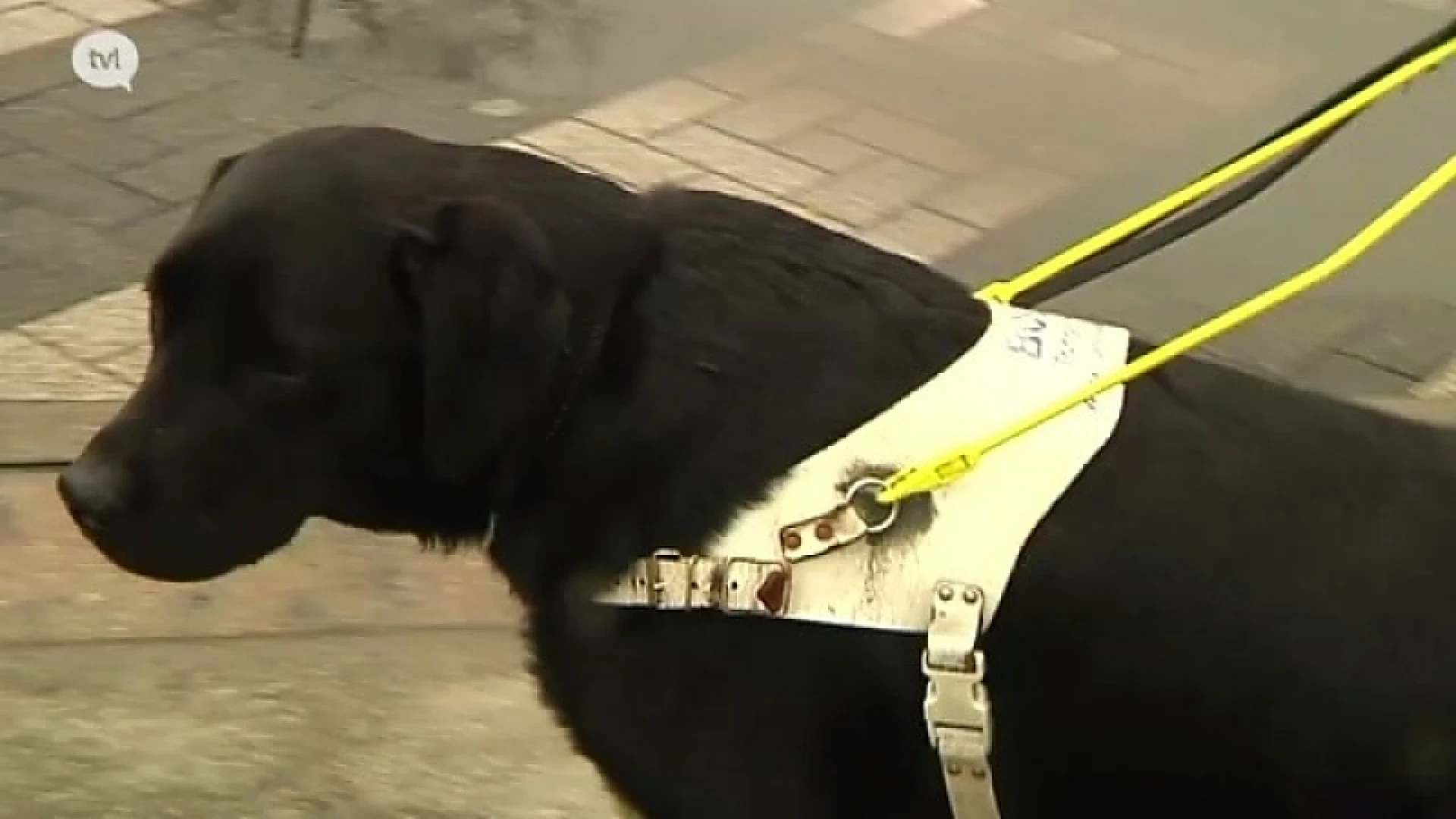 Er is een groot tekort aan blindengeleidehonden