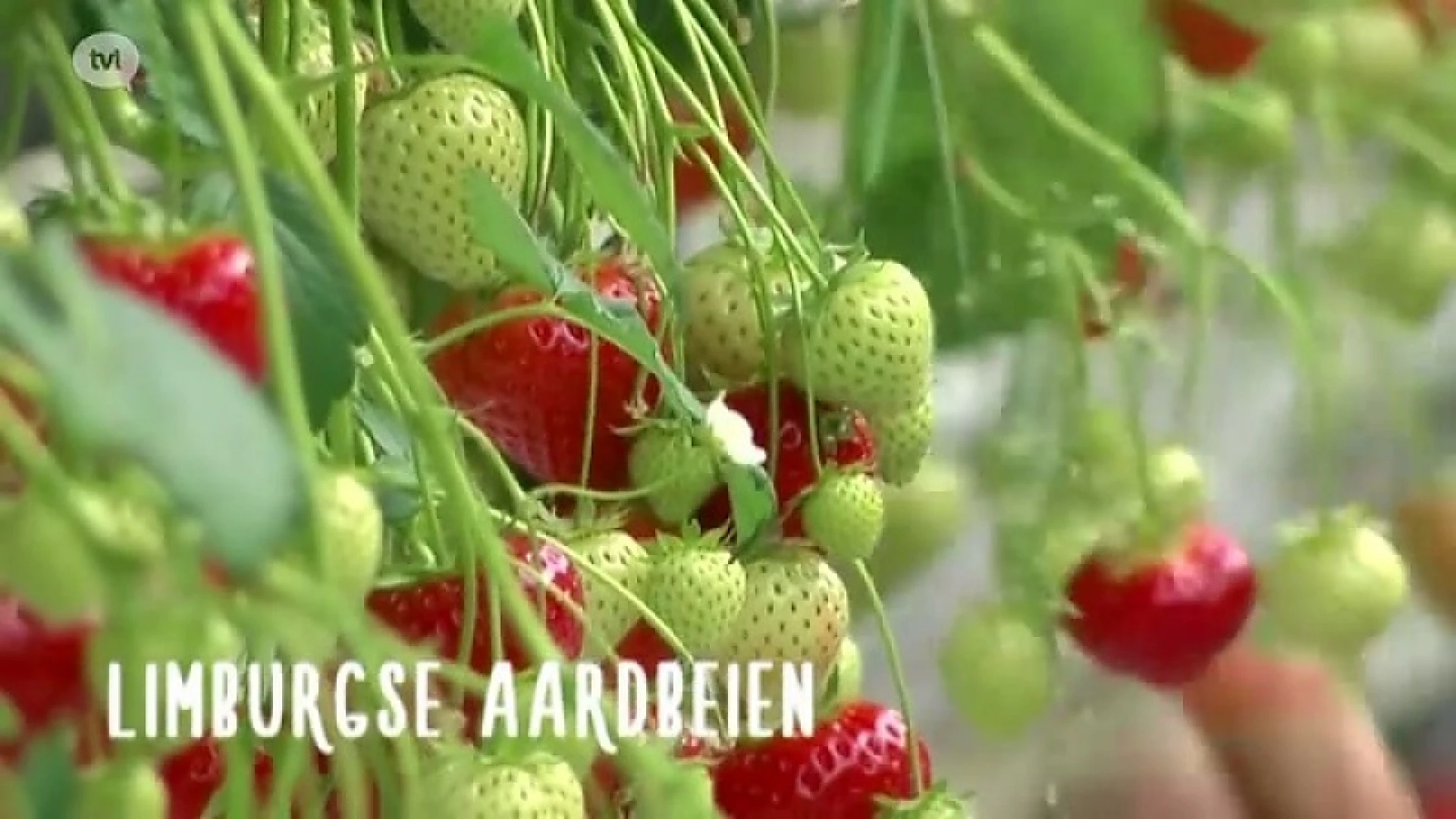 Limburgse aardbeien