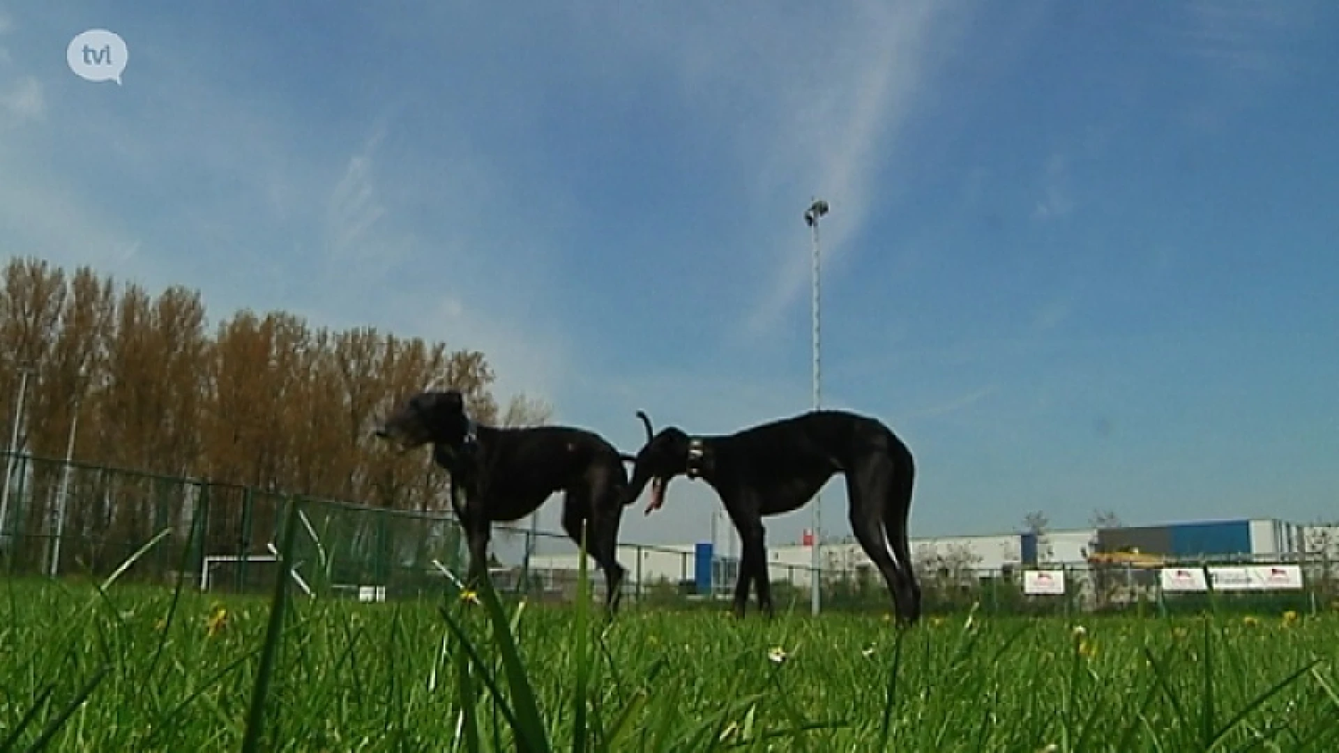 Loopweide voor getraumatiseerde honden in Sint-Truiden
