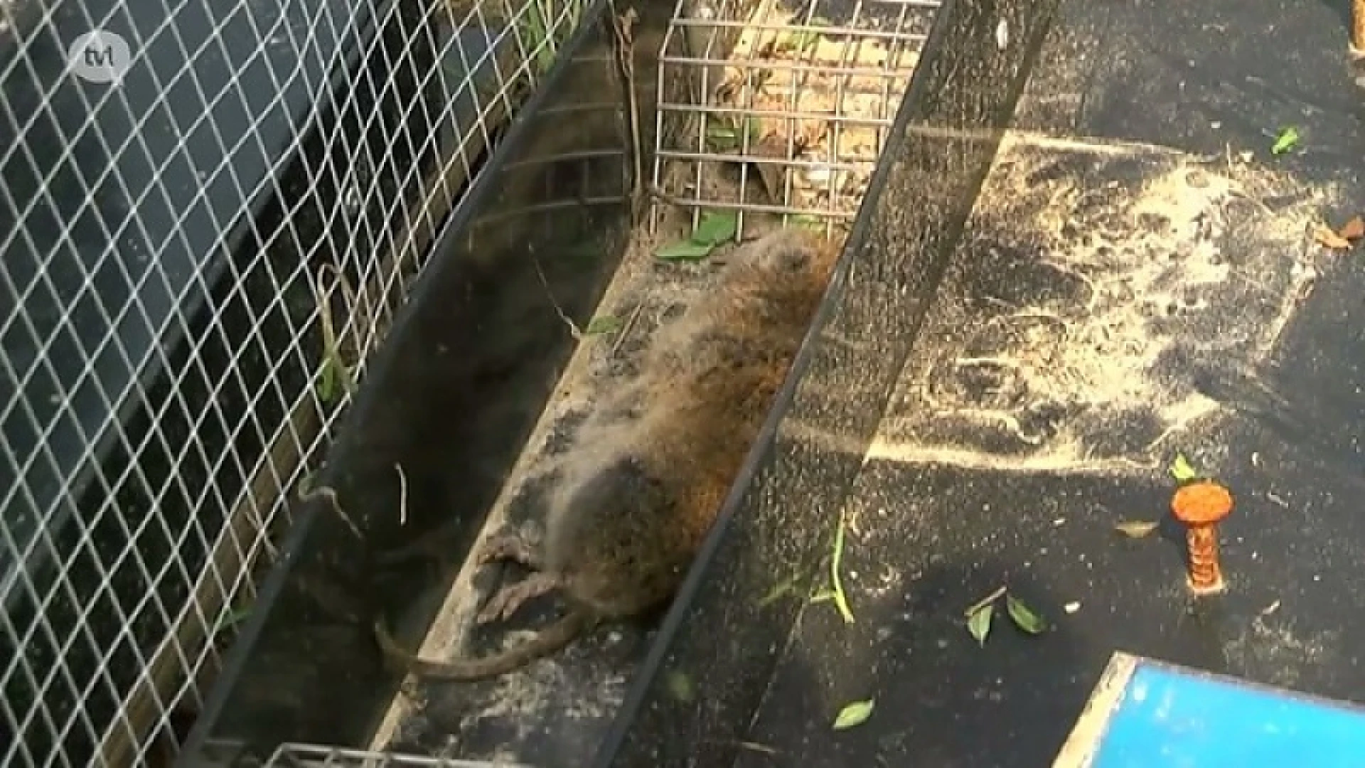 Woelratten tasten Limburgse plantages aan
