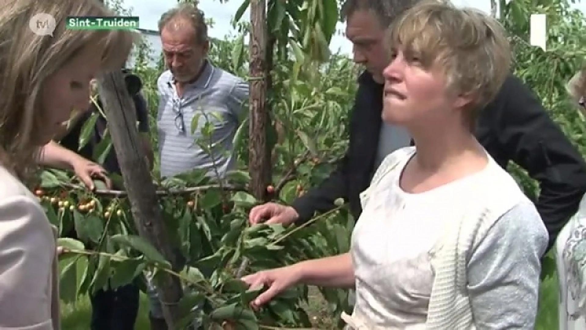 Schauvliege bezoekt Sint-Truiden, noodweer als ramp laten erkennen voor landbouw en fruitteelt