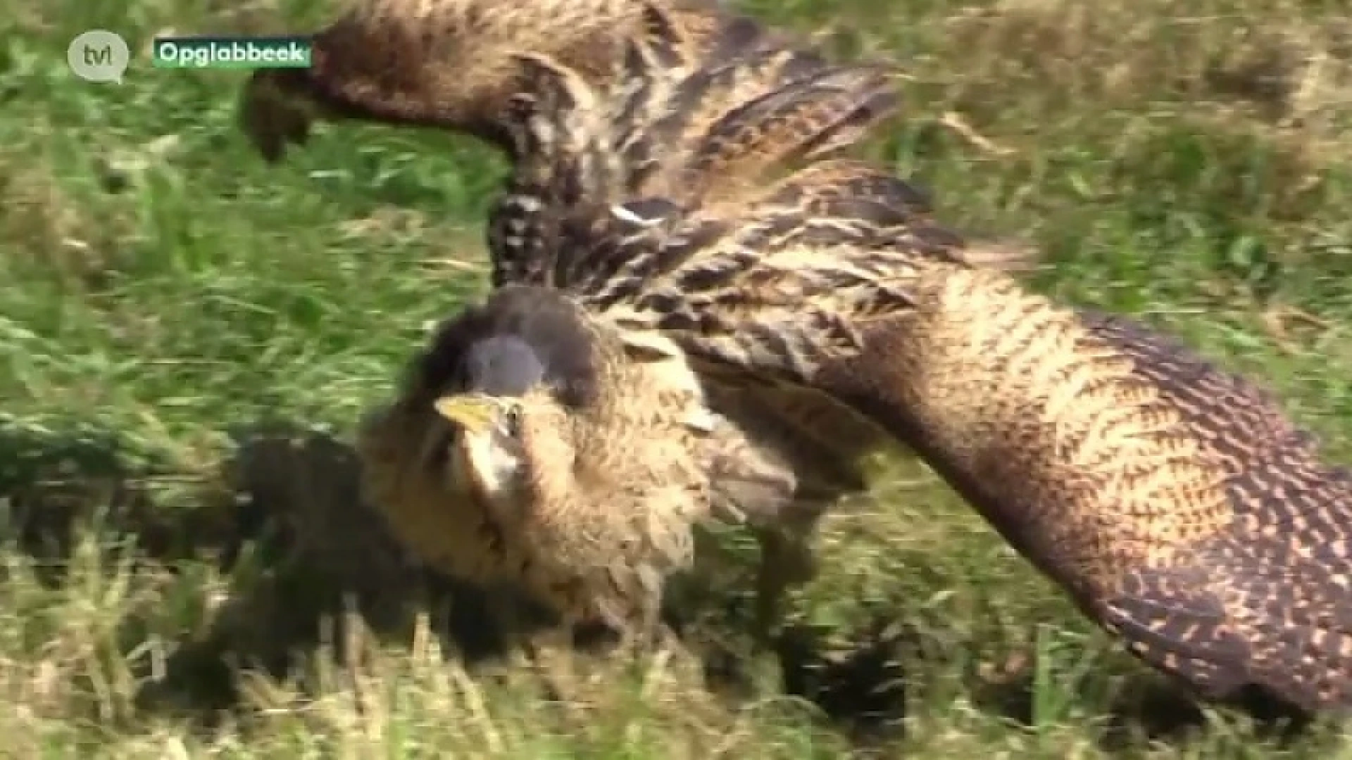 Natuurhulpcentrum volgt roerdomp met GPS
