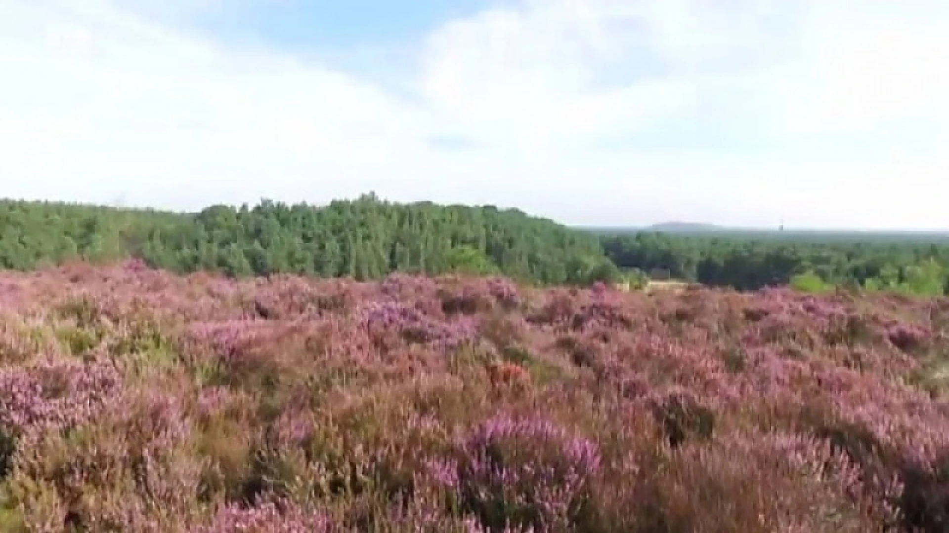 De Mechelse heide in Maasmechelen