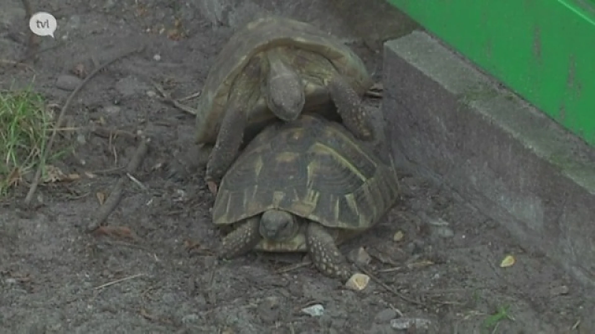 TVL-journalist stoort twee schildpadden tijdens intiem moment