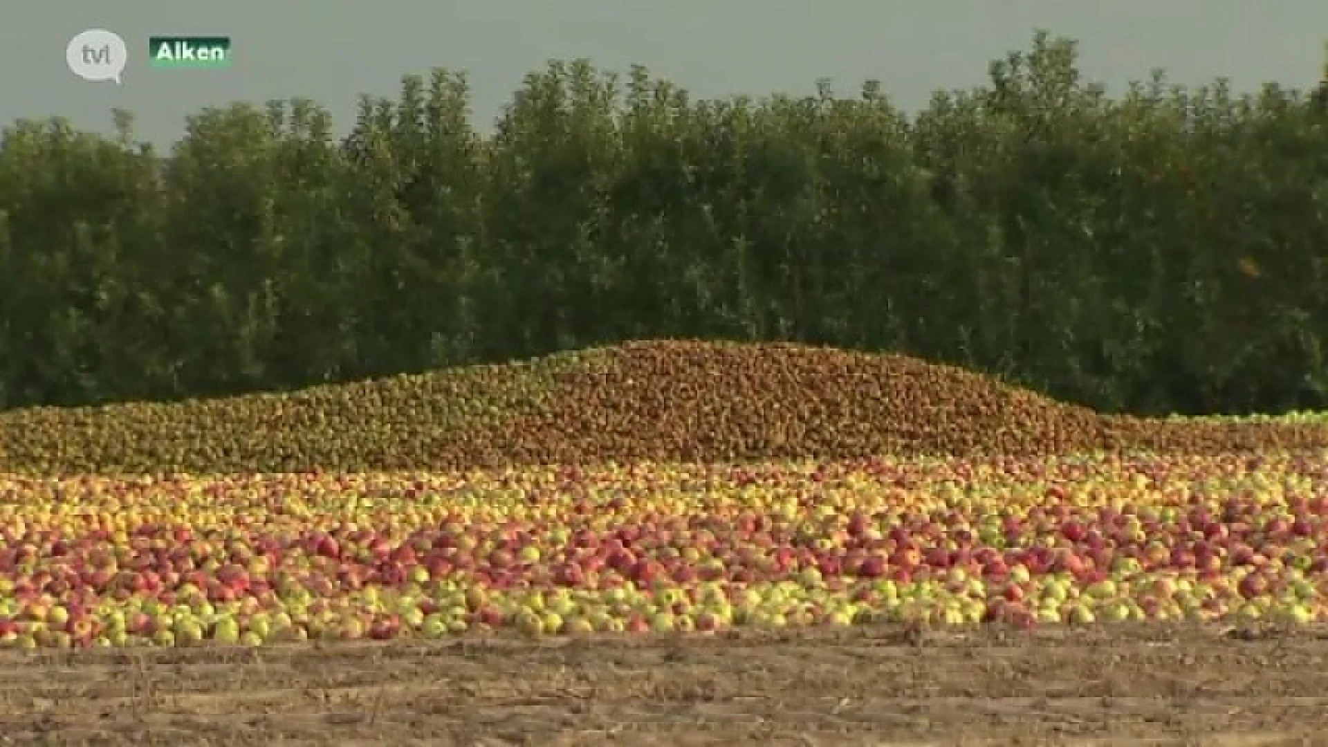Fruitboer in Alken stort veld vol peren en appelen