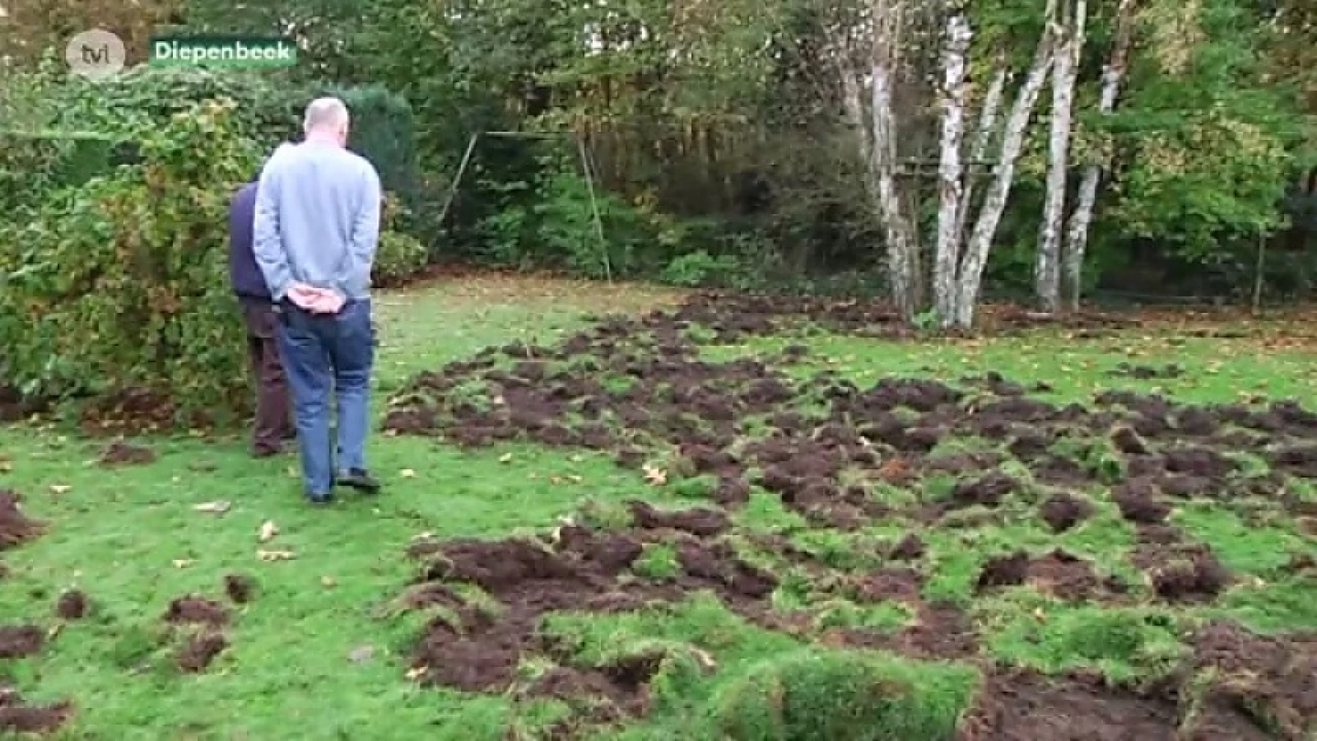 Tuin voor de zesde keer omgewoeld door everzwijnen in Diepenbeek