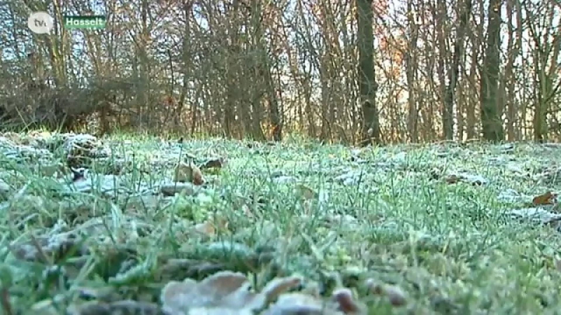De winter doet zijn intrede: heel de week bibberkoud