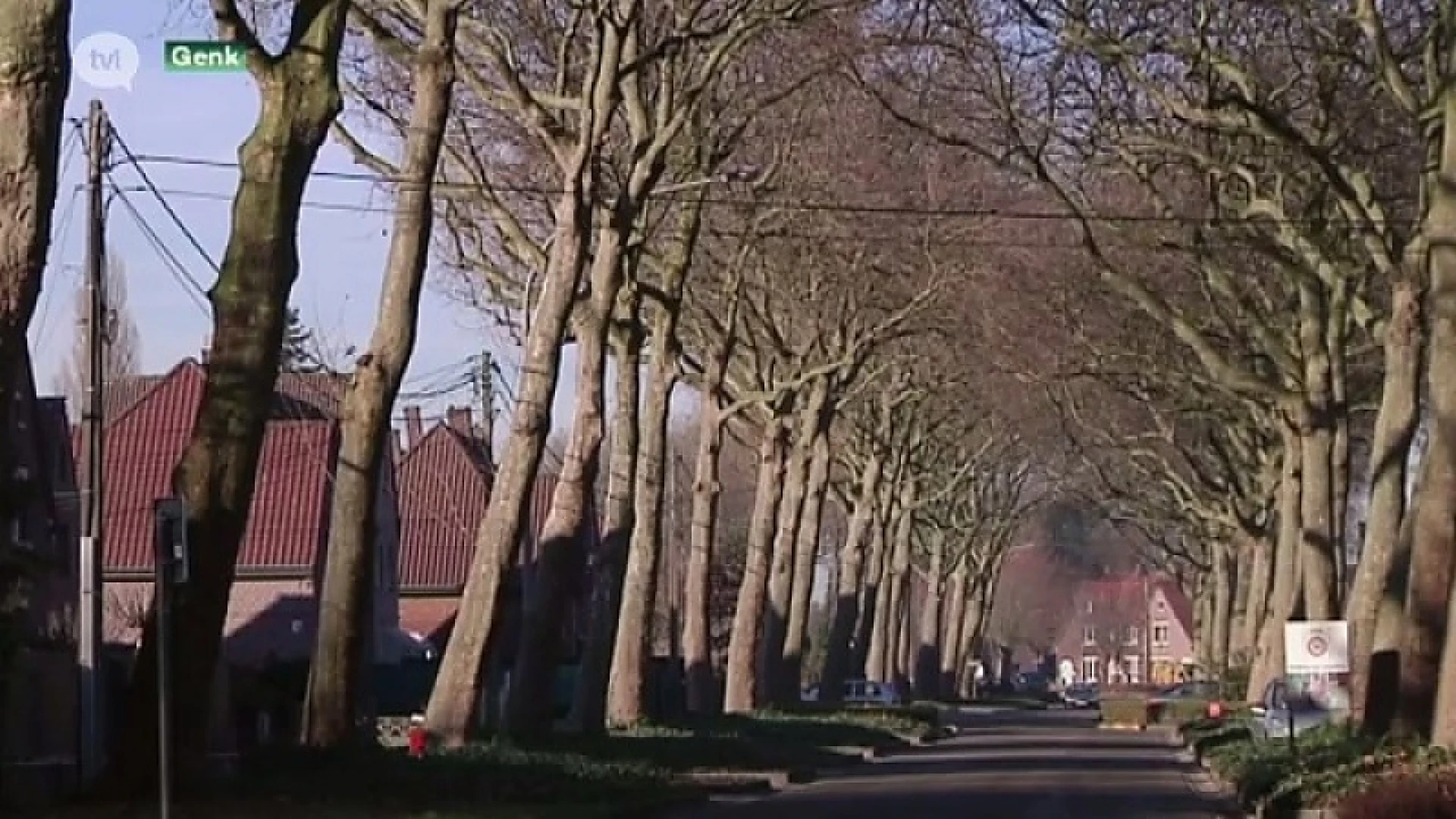 Sneuvelen de platanen in Waterschei?