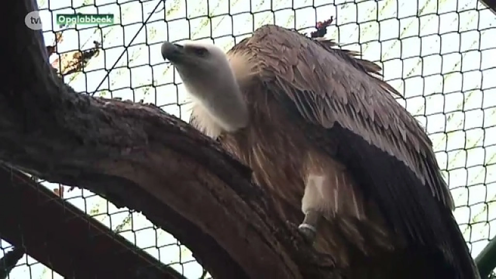 Nathuurhulpcentrum vangt exotische vogels op van criminele vogelhandelaar
