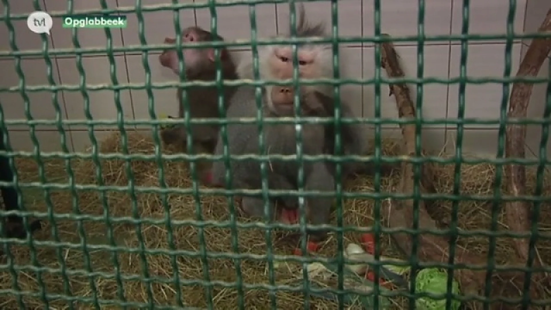 Natuurhulpcentrum vangt bavianen uit Frankrijk op