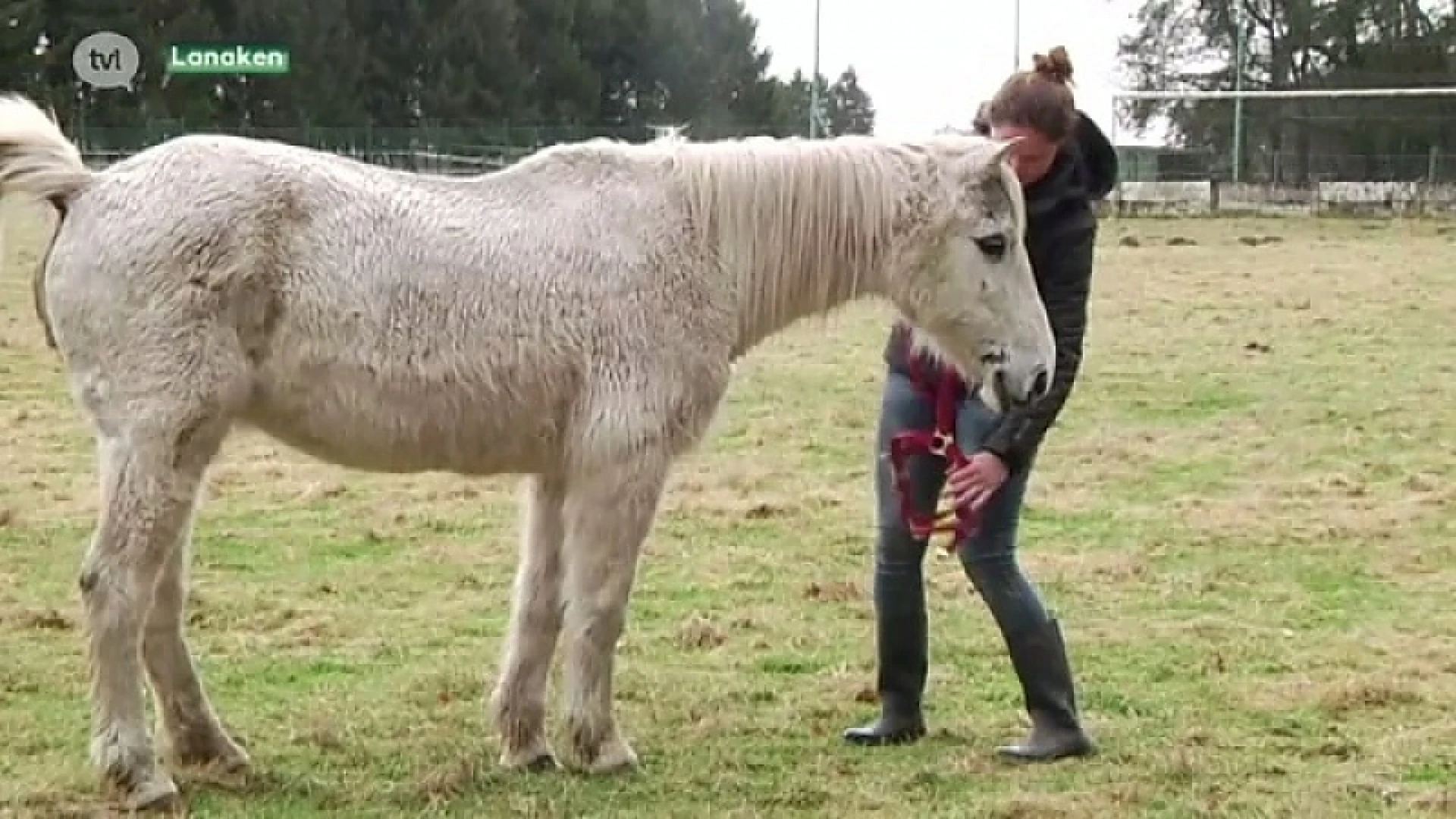Verwaarloosde paarden op voetbalveld in Lanaken