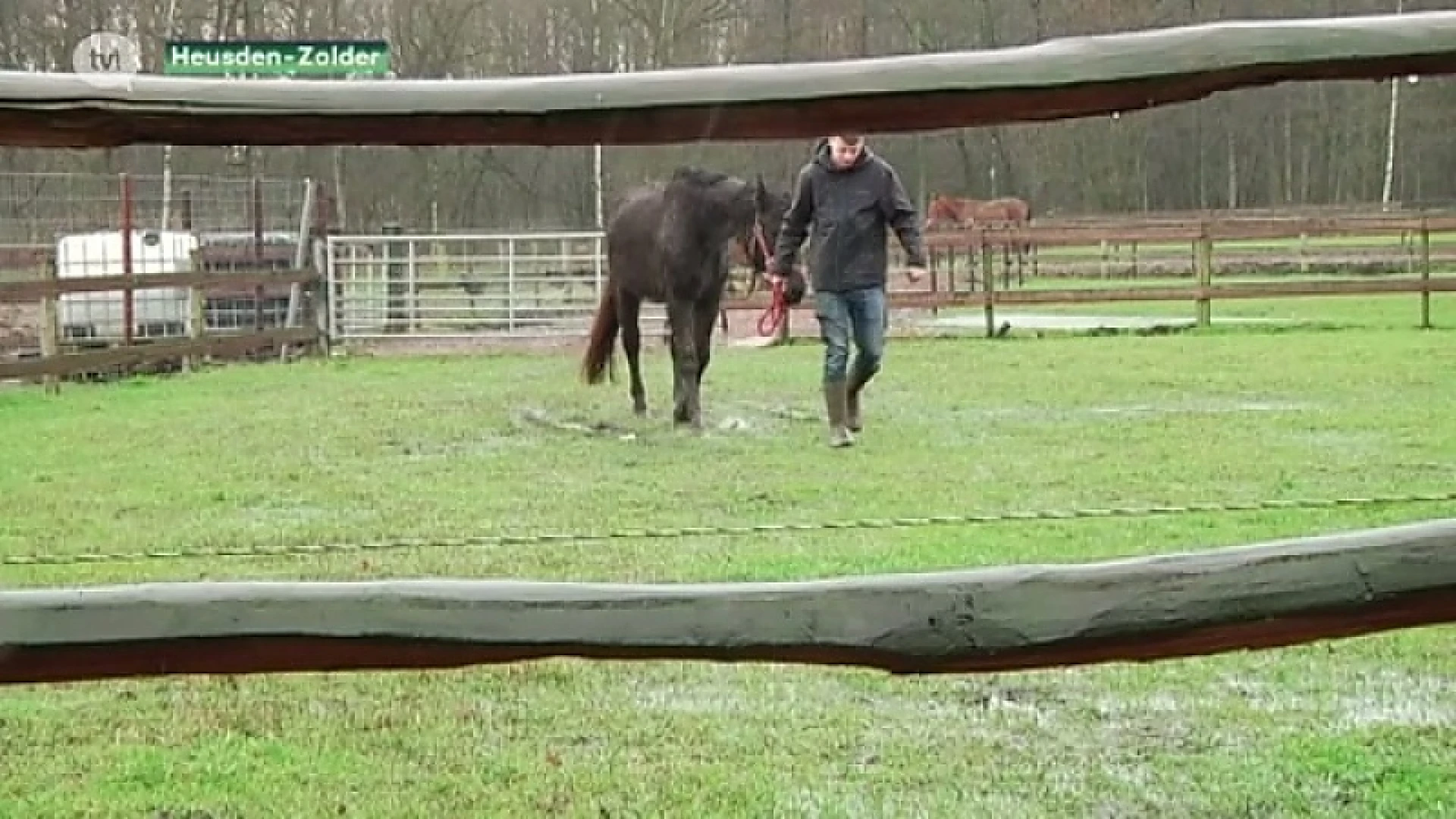 Vogel- en zoogdierenopvangcentrum dreigt paardenweiden te verliezen