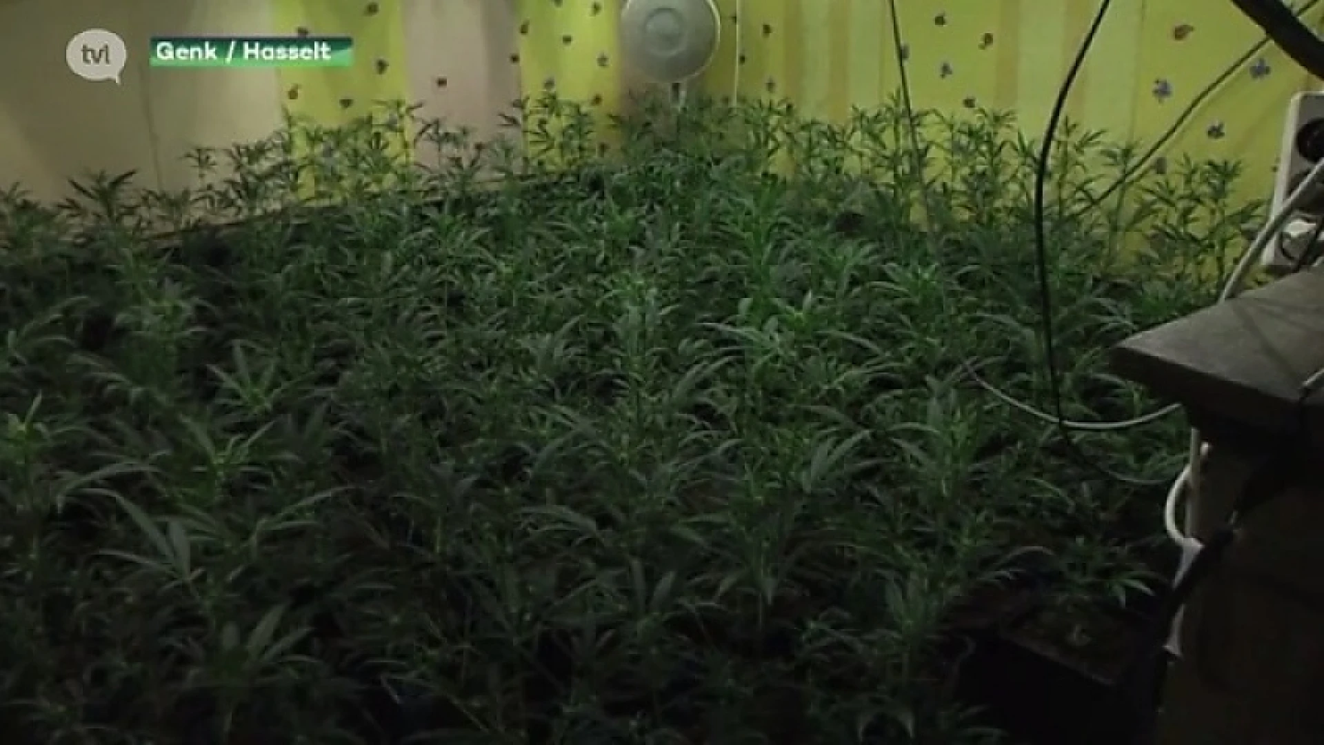 5 cannabisplantages opgerold tijdens grote politieactie in Limburg
