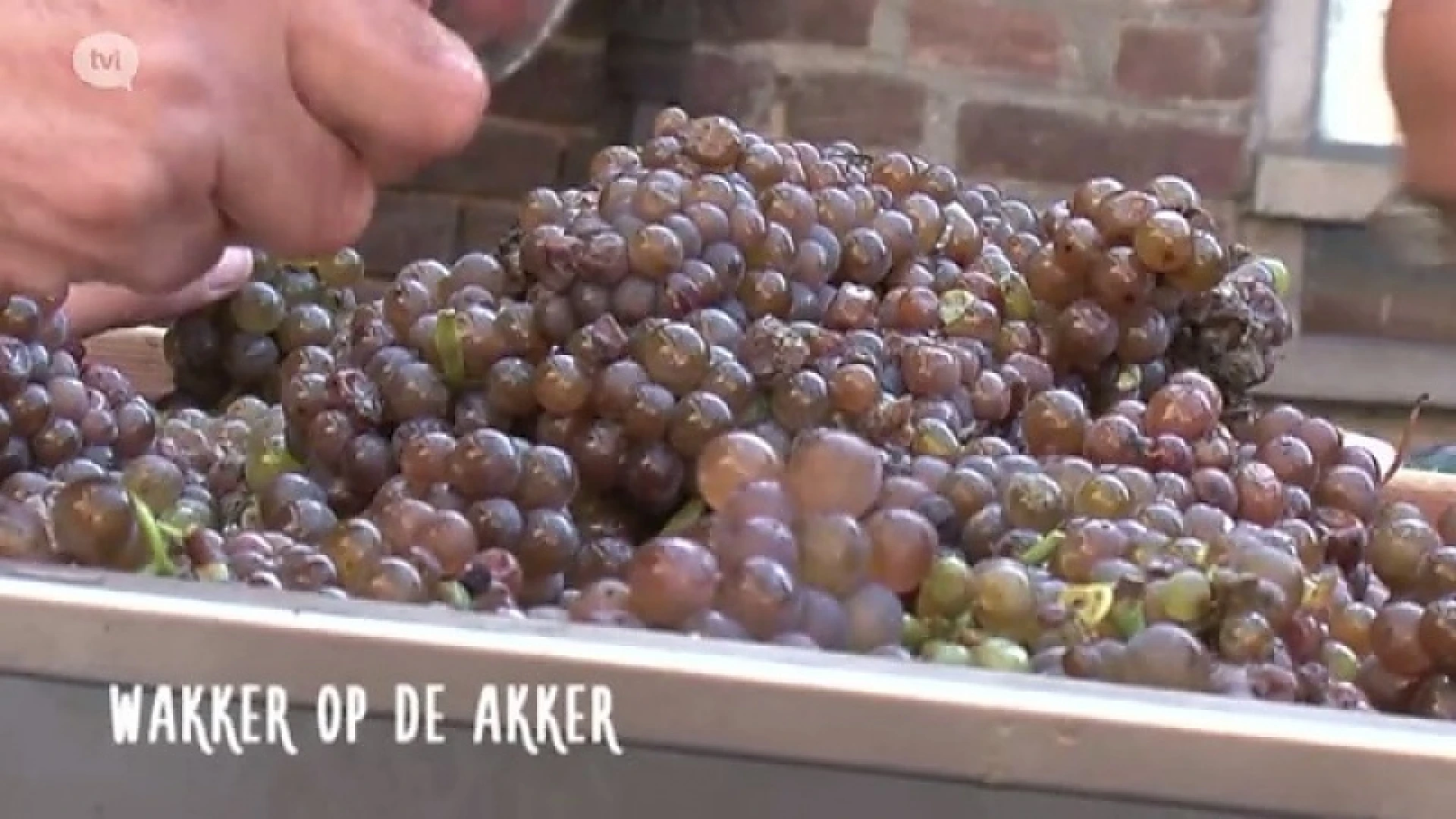 Wakker op de akker: wijn