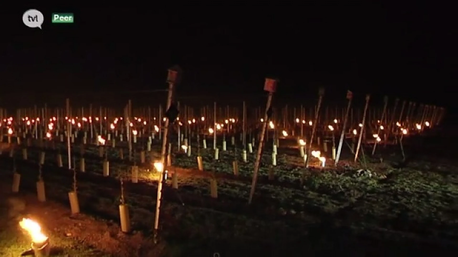 Wijnboeren redden bloesems van vorstschade met nachtelijke vuren