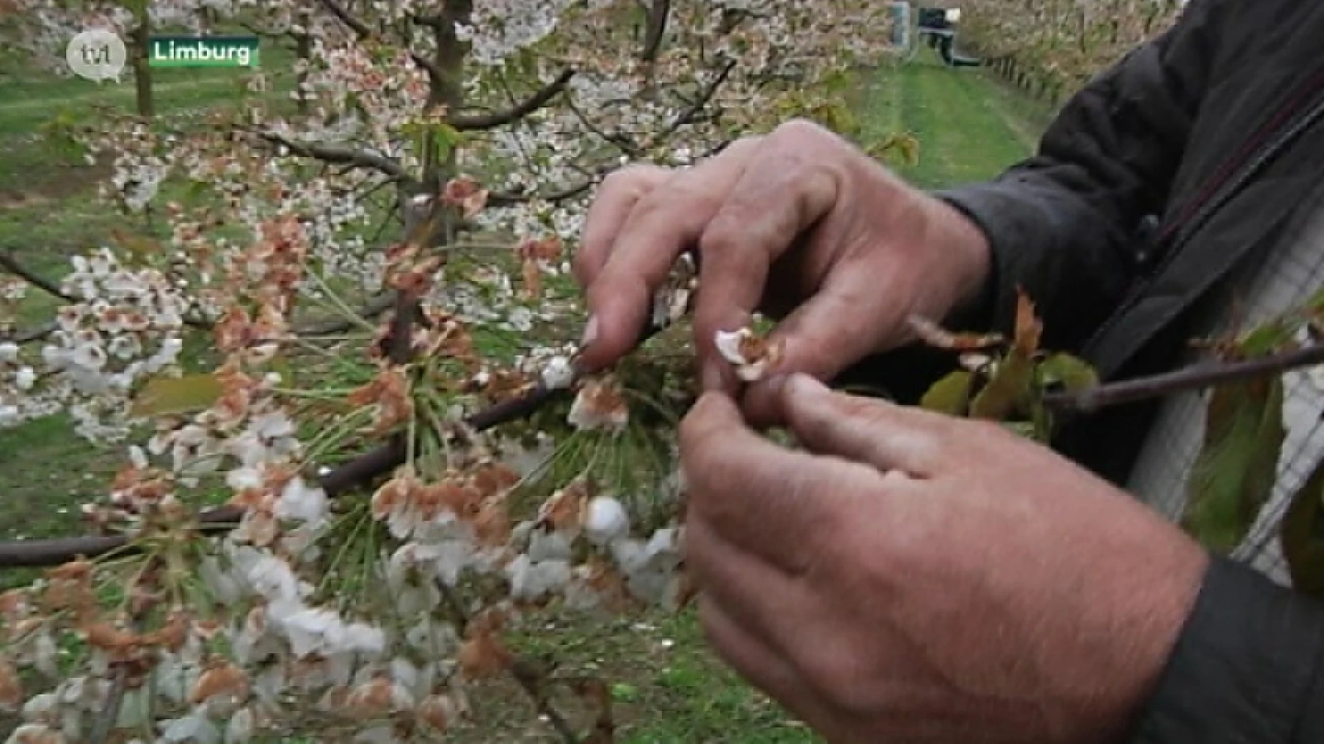 Bourgeois geeft voorrang aan reeds ingediende rampdossiers fruittelers